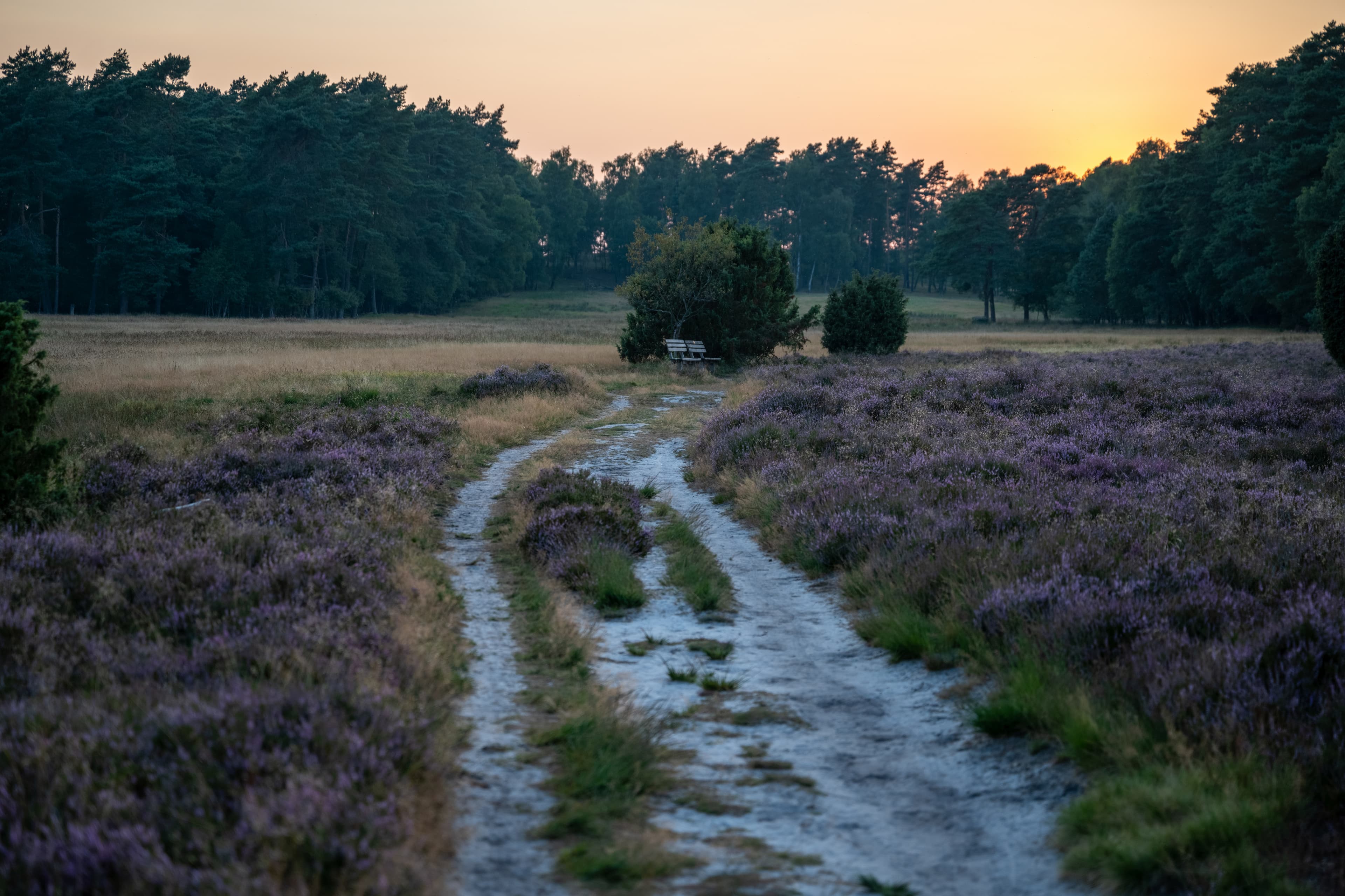 naturnah wandern in der Sudermühlener Heide