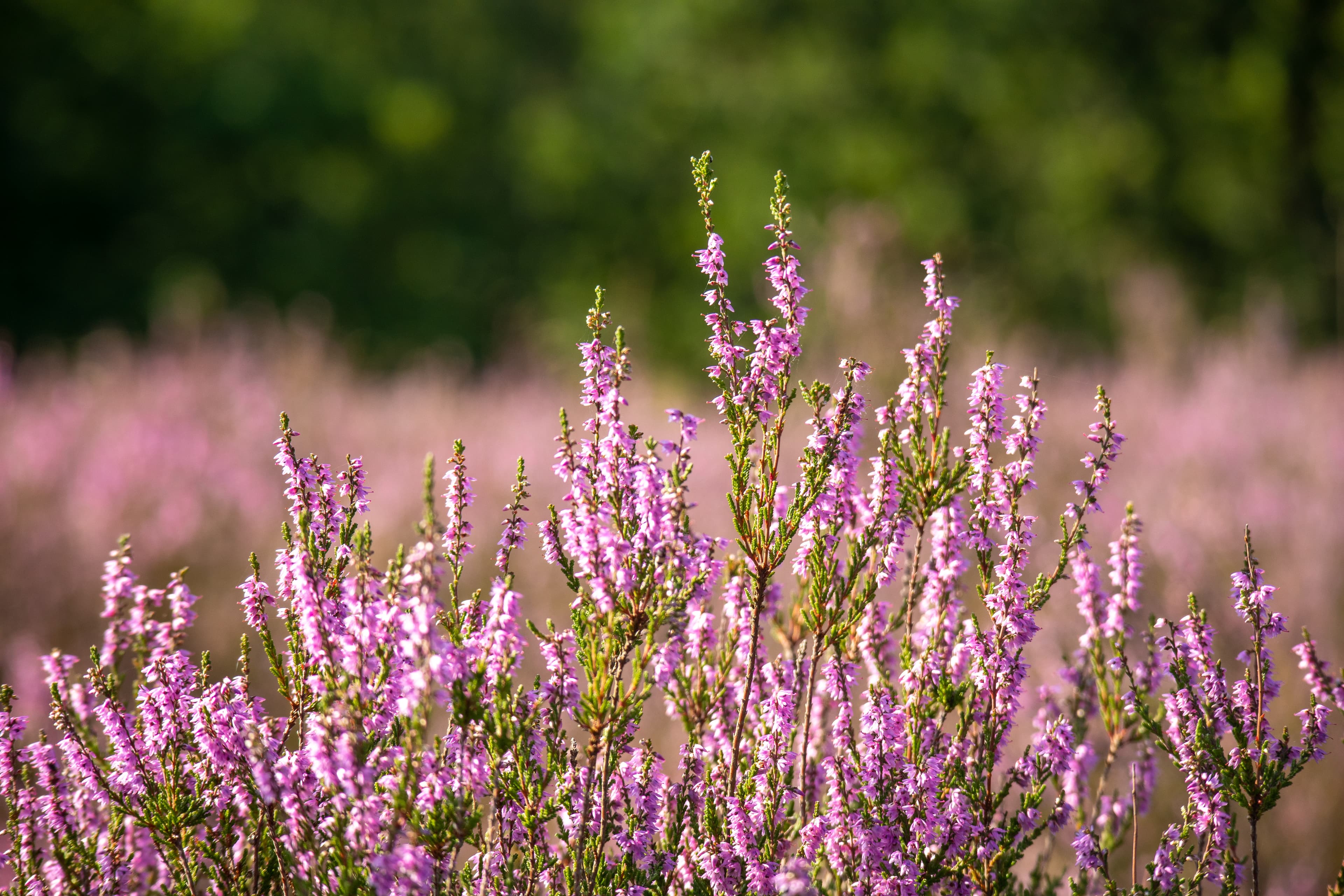 im august und september blüht die heide