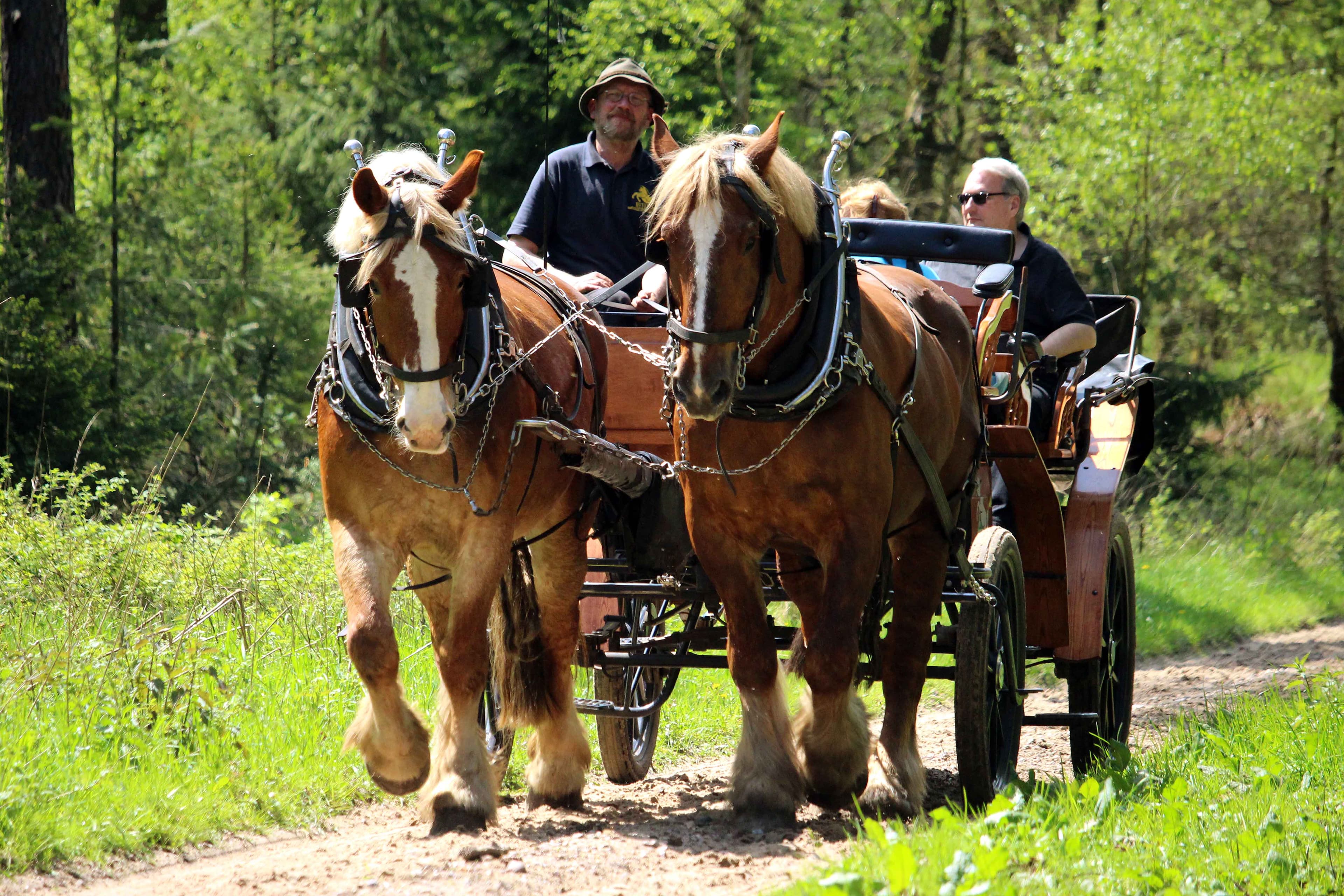 Kutschfahrt mit Kutschenmeyer durch Schneverdingen