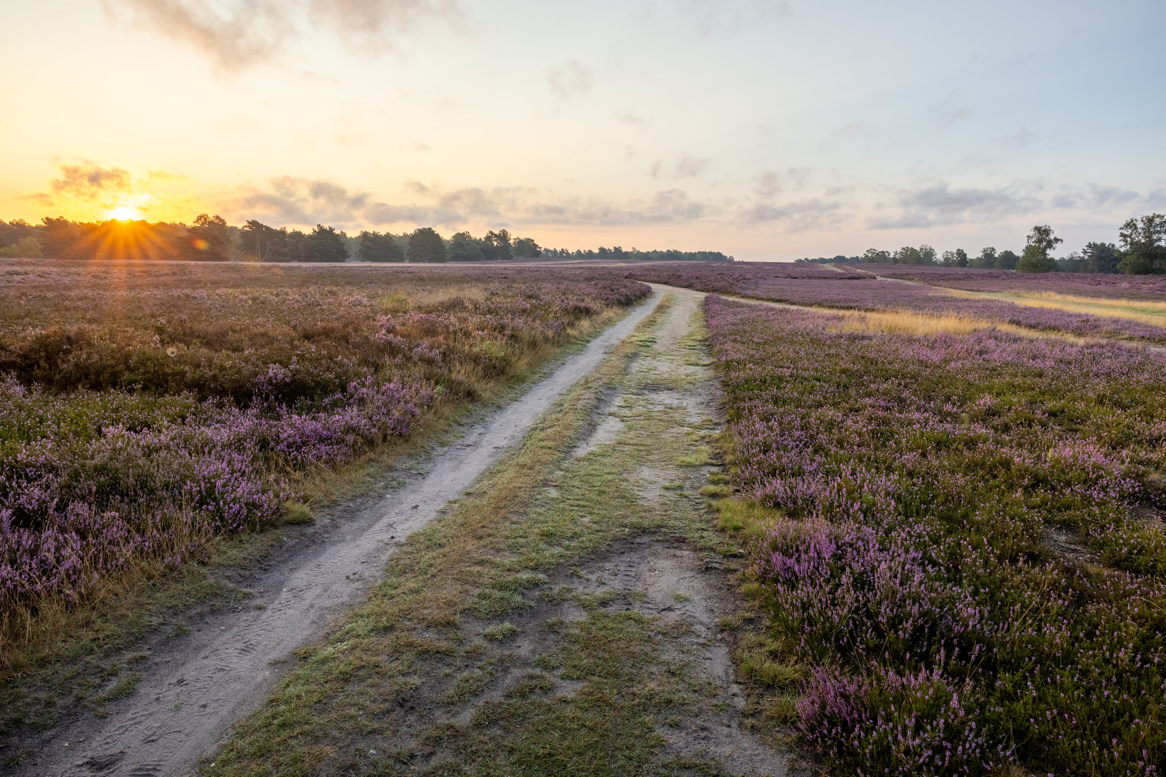 Heideblüte in schöner Stimmung in der Fischbeker Heide