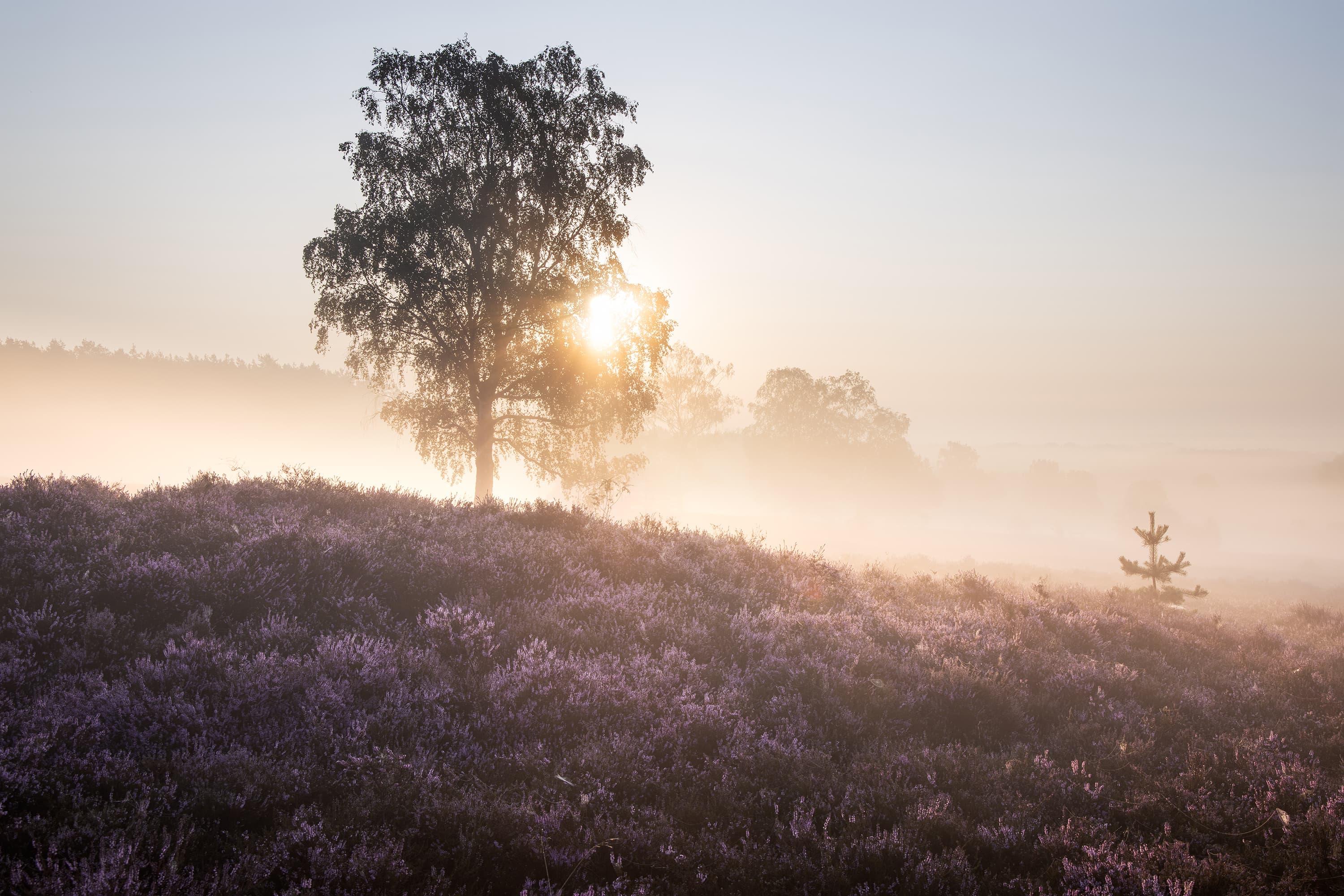 Frühnebel am Wietzer Berg bei Müden, jetzt beginnt der Herbst