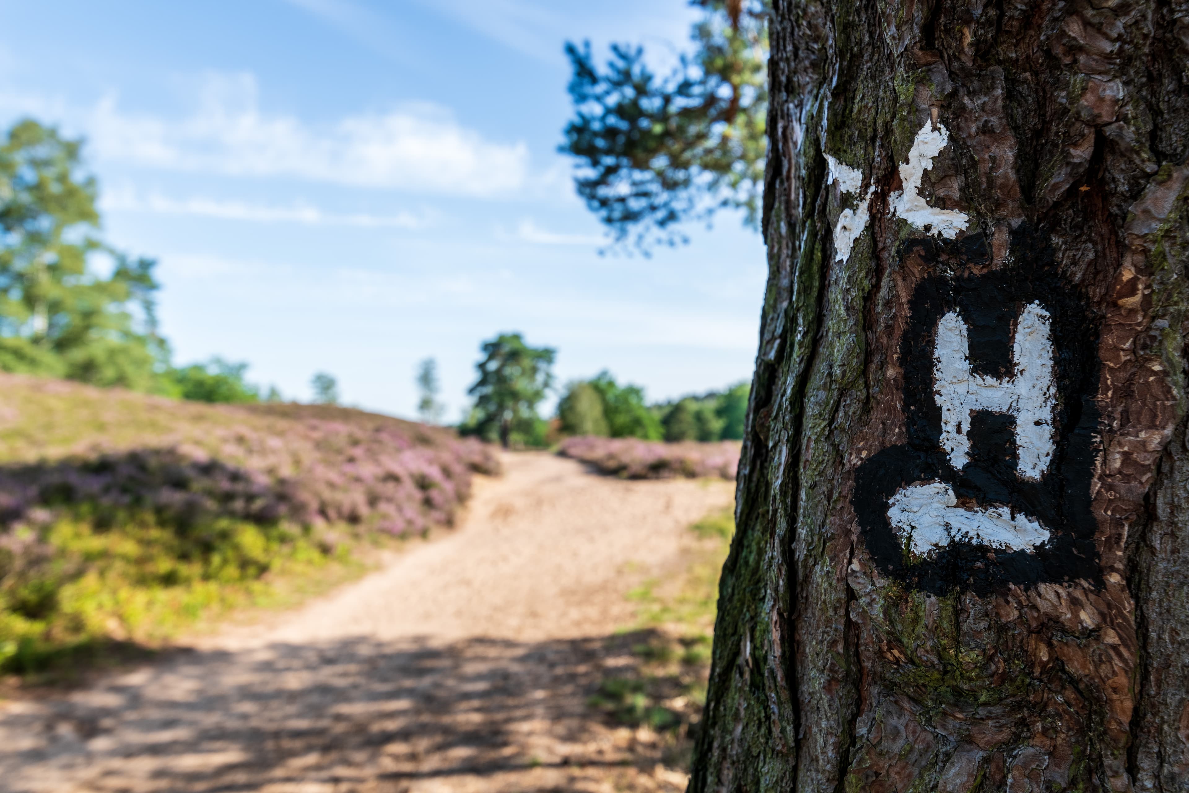 Wandern durch die Lüneburger Heide auf dem beschilderten Heidschnuckenweg