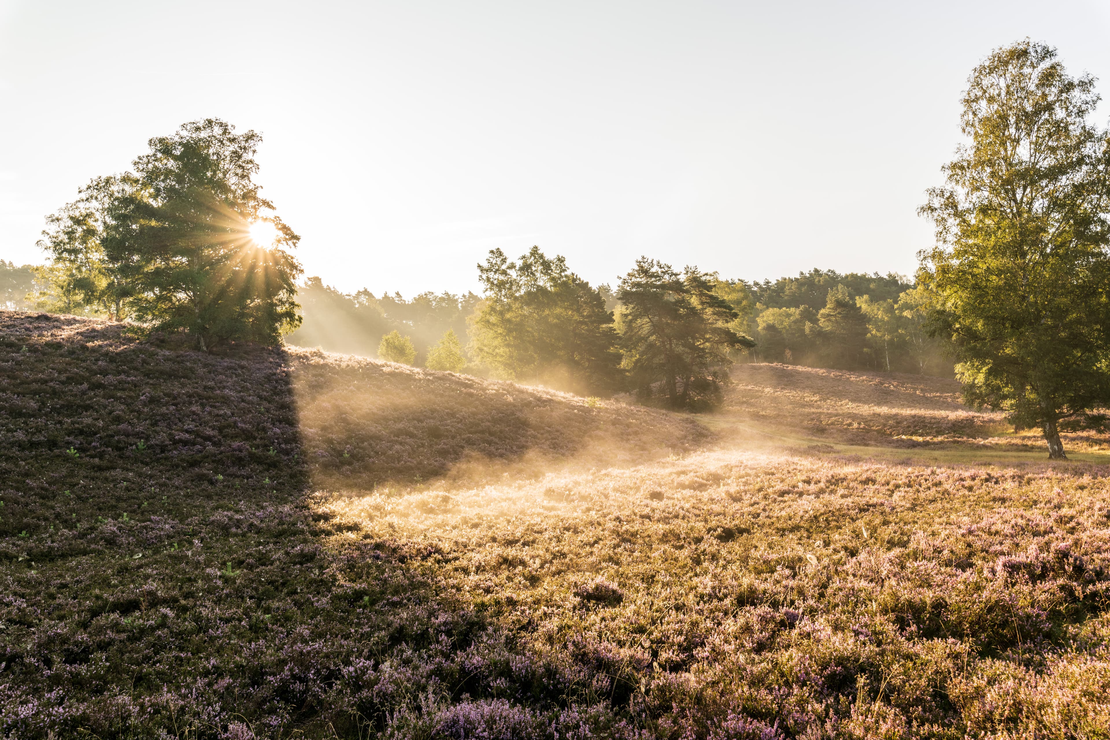 Wanderung auf dem Heidschnuckenweg in der Fischbeker Heide