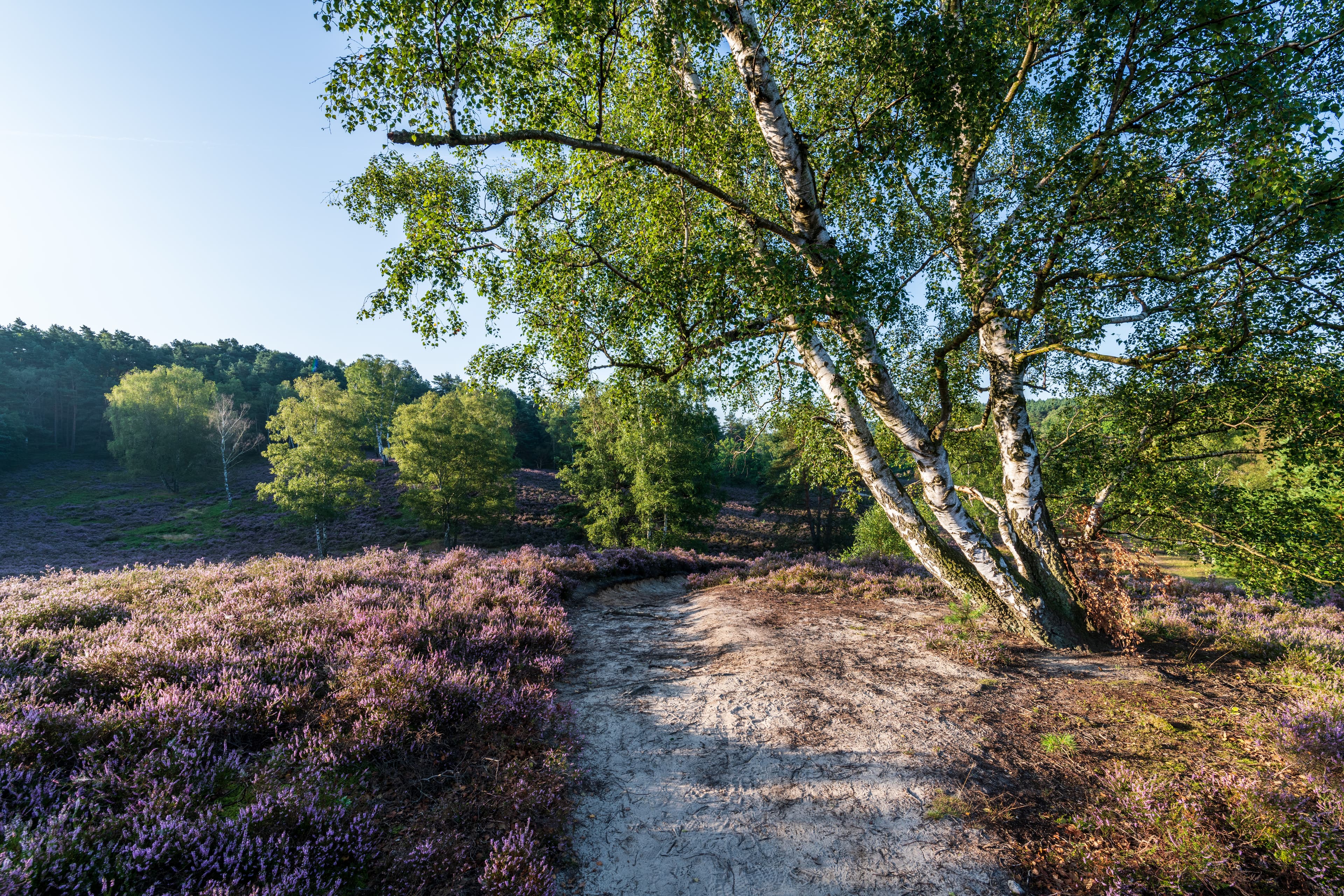 Der Heidschnucken Wanderweg startet in der Fischbeker Heide