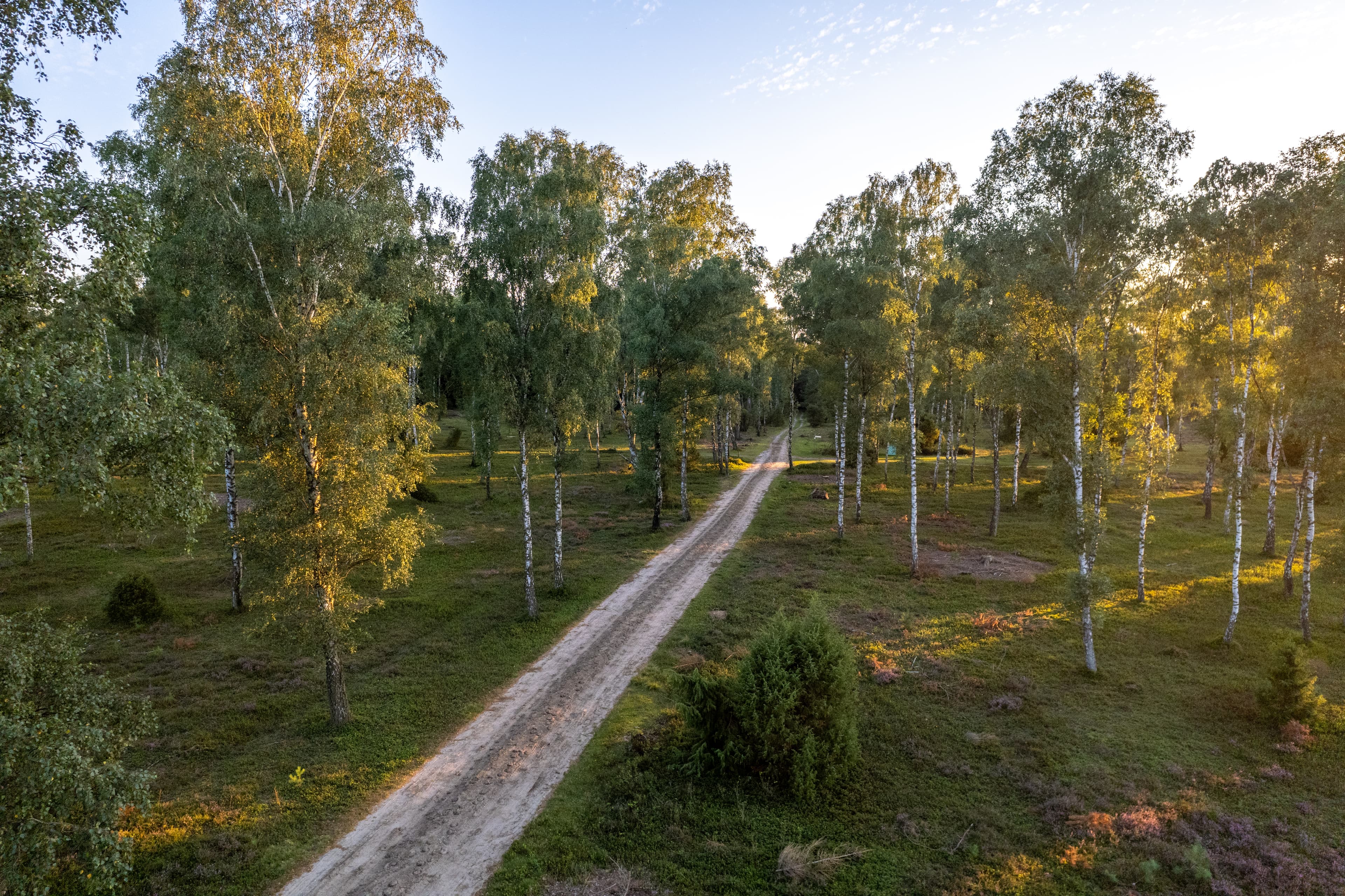 Wandern in der Oberoher Heide auf dem Heidschnuckenweg