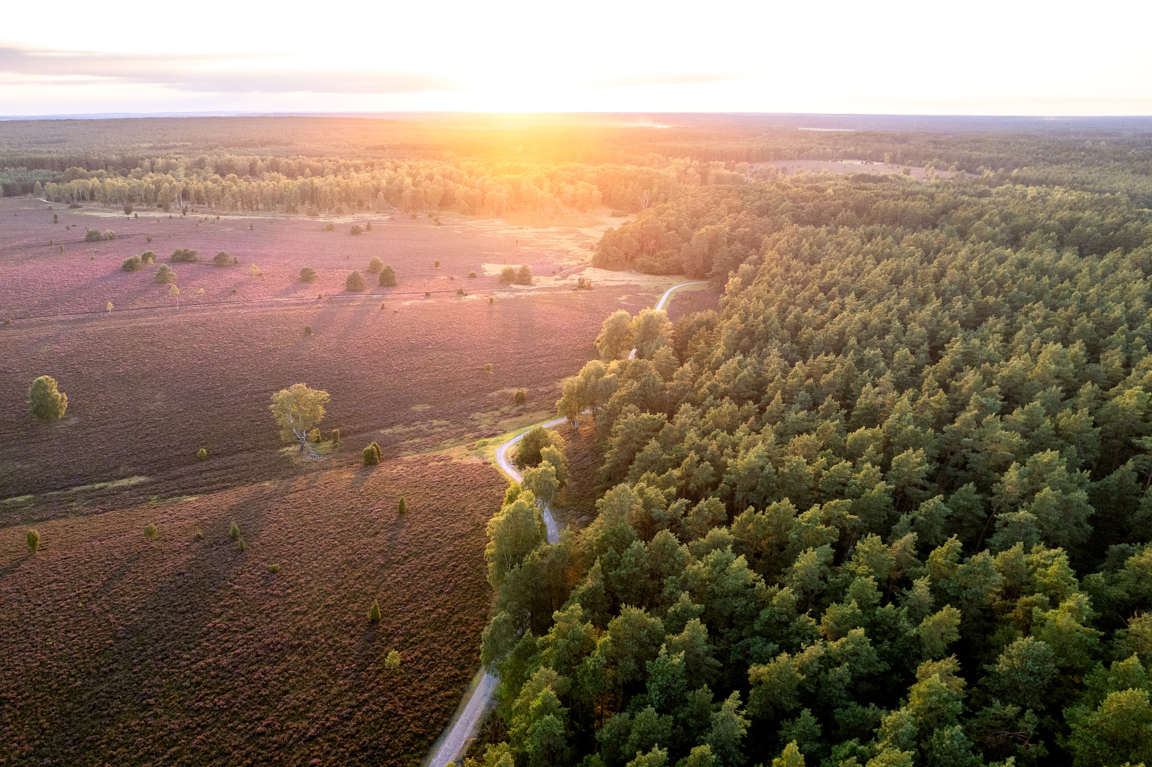 Wanderwege in der Lüneburger Heide Heidschnuckenweg Oberoher Heide Drohnenaufnahme