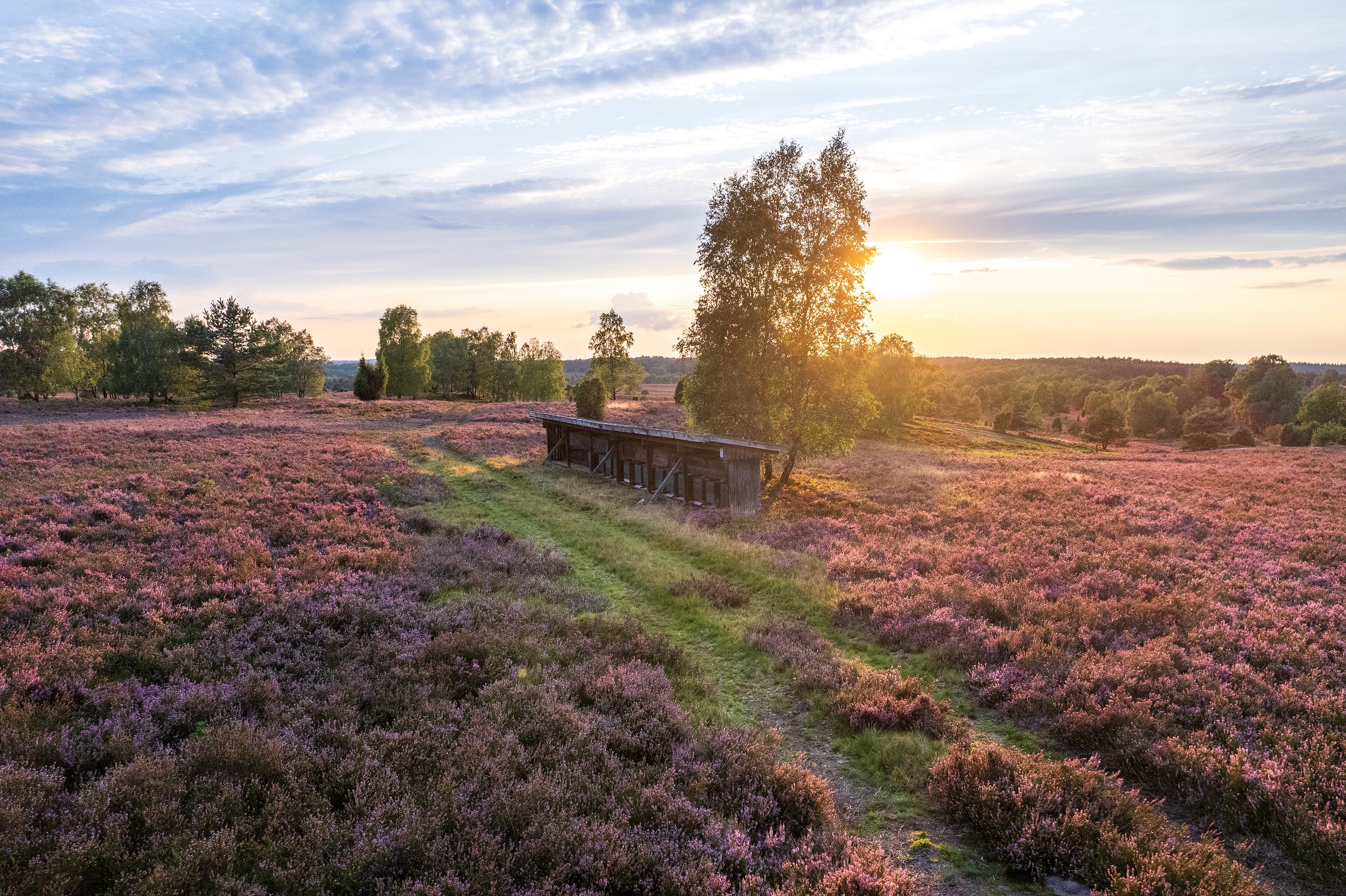 blühende Heide am Wilseder Berg in der Lüneburger Heide