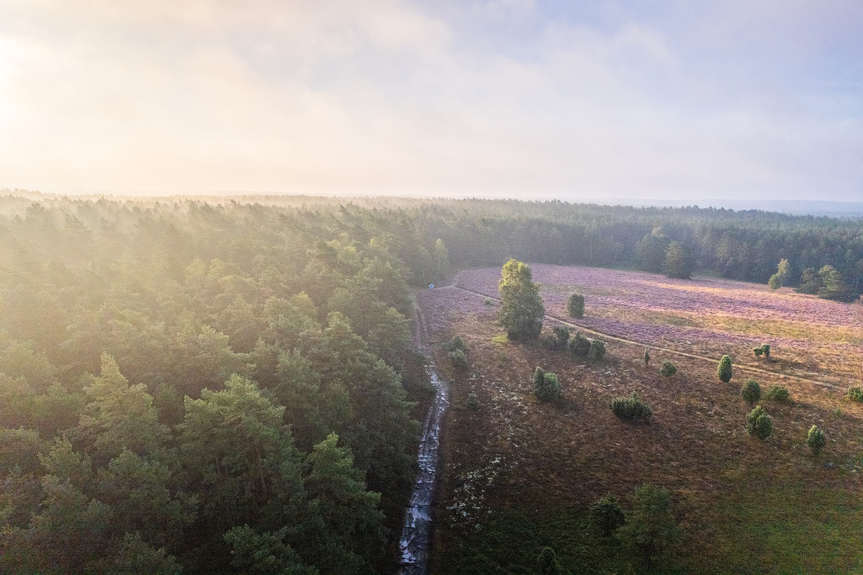 Heideblüte am Schillohsberg in der Lüneburger Heide
