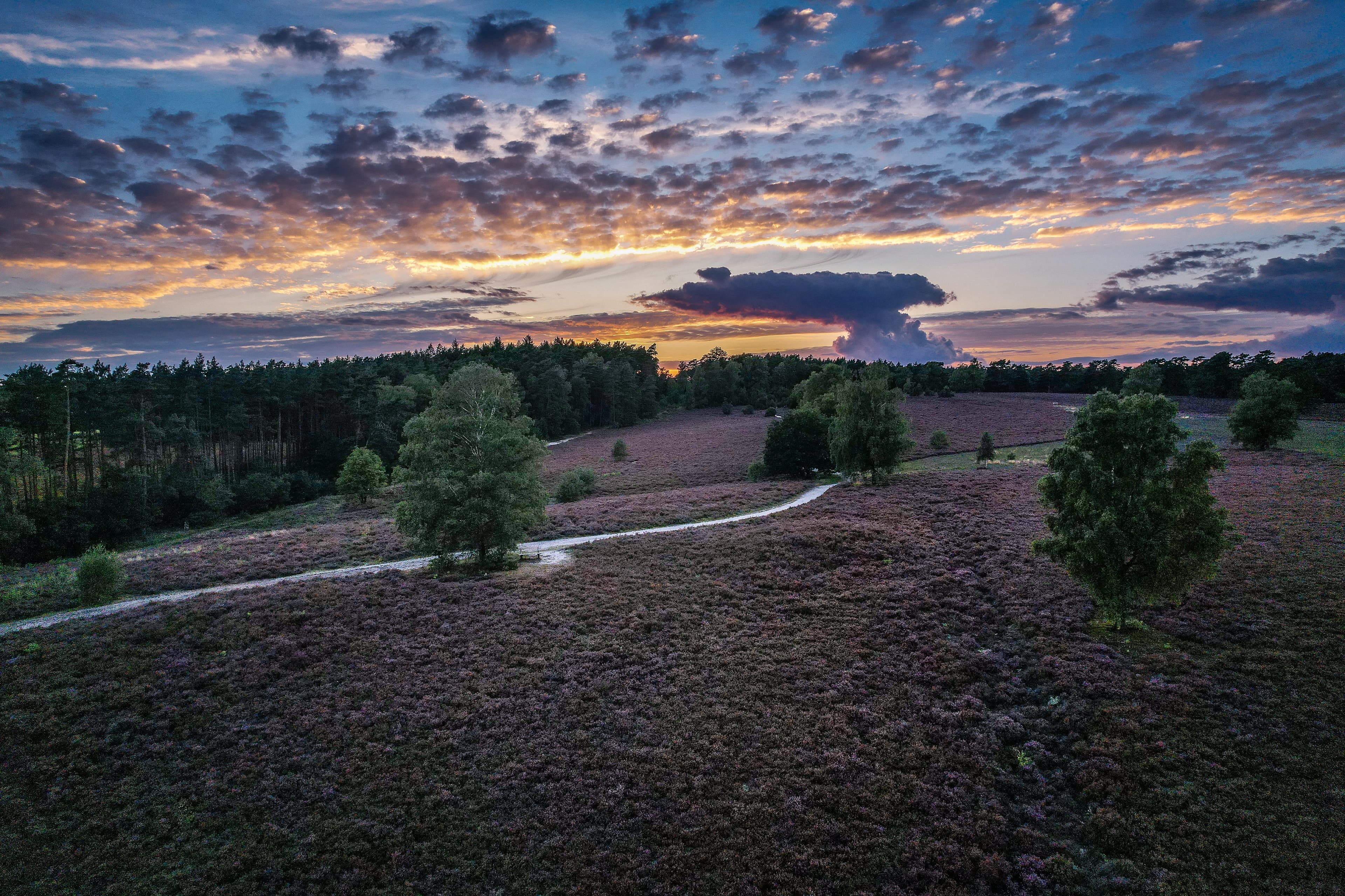 Heideblüte im Sonnenuntergang am Wietzer Berg bei Müden Örtze