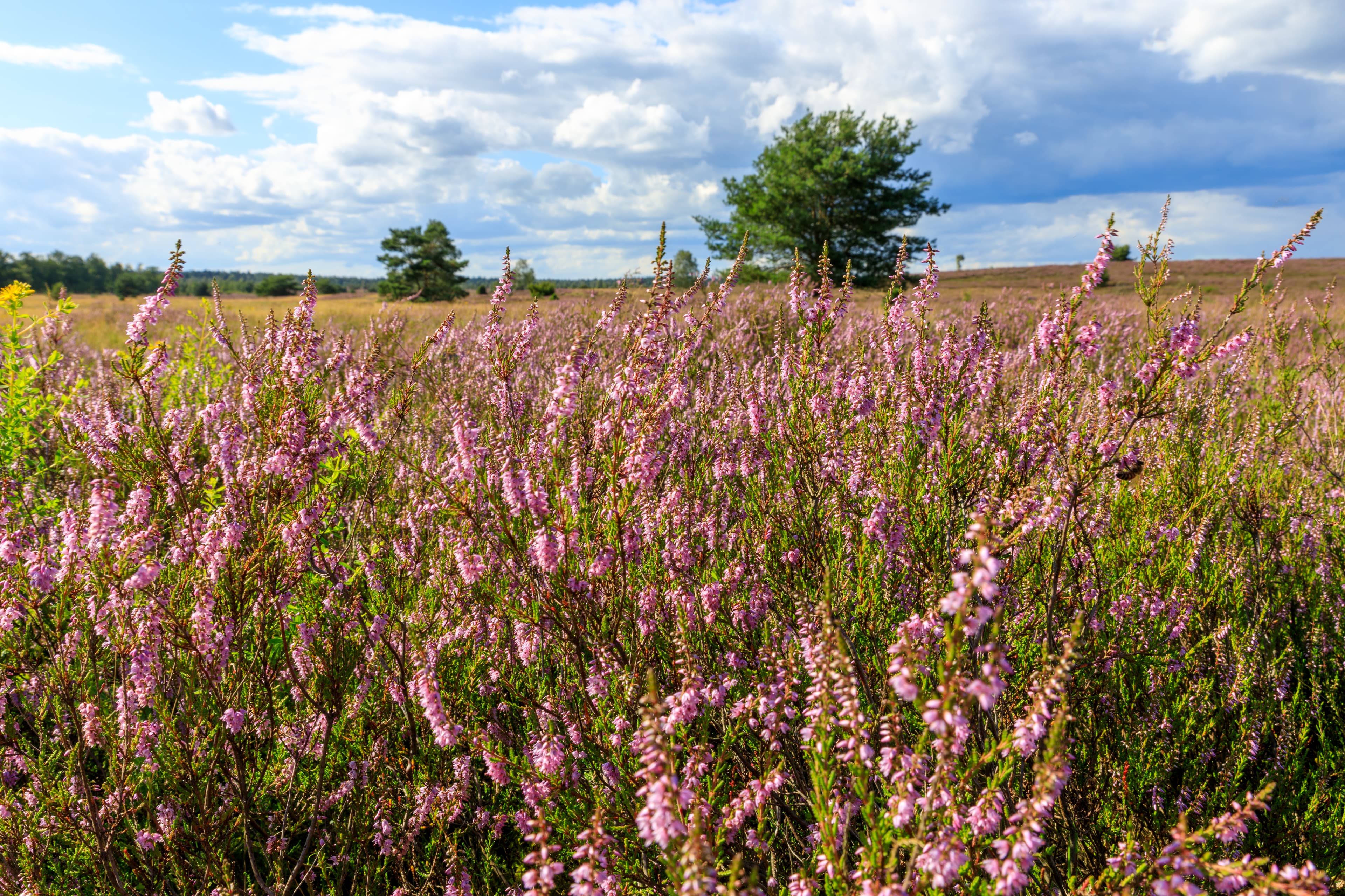 Heidefläche am Tütsberg in der Heideblüte