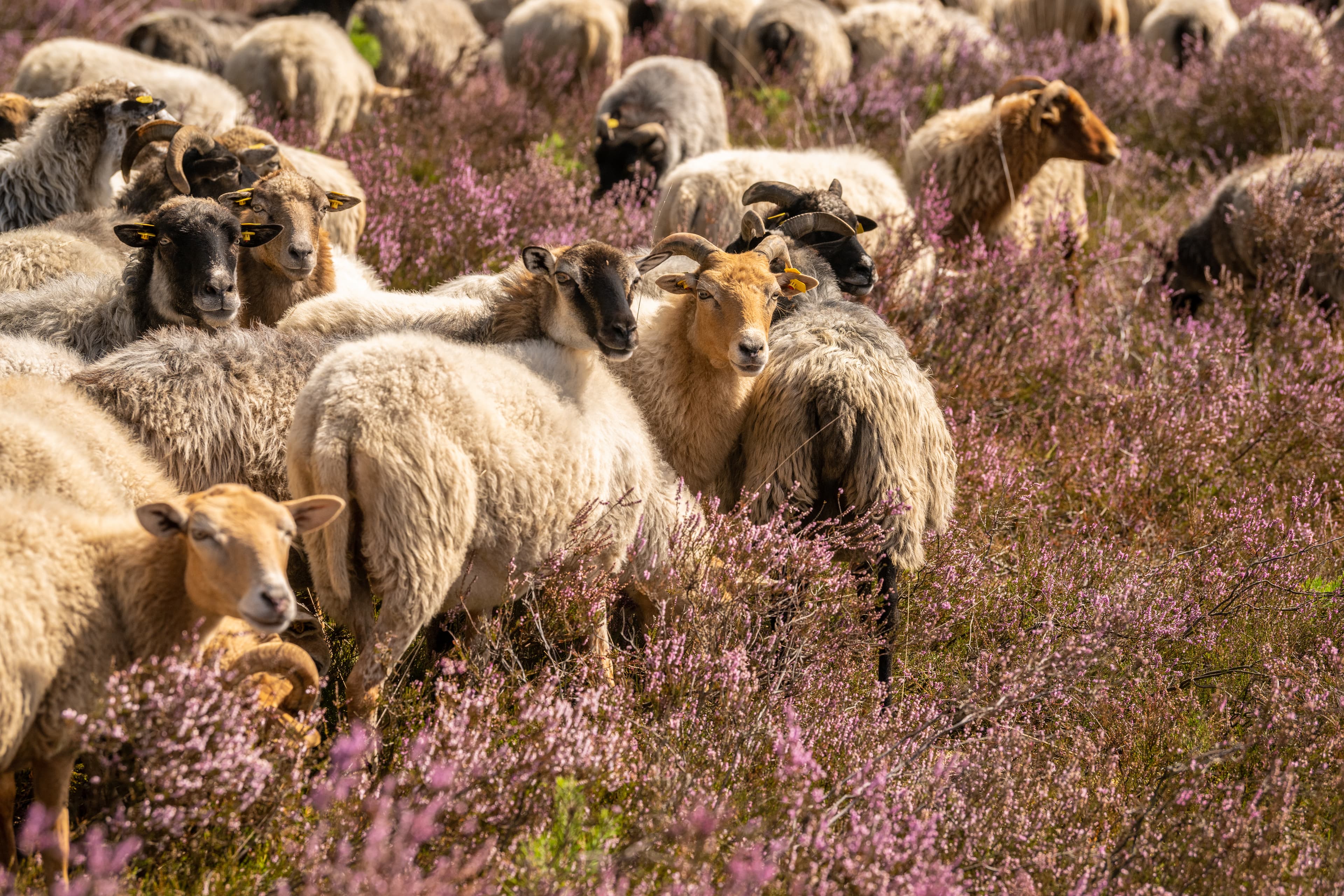 Tiefental in Hermannsburg zur HeideblüteDeep valley in Hermannsburg for the heather blossomDyb dal i Hermannsburg til lyngens blomstringDiepe vallei in Hermannsburg voor de heidebloesem
