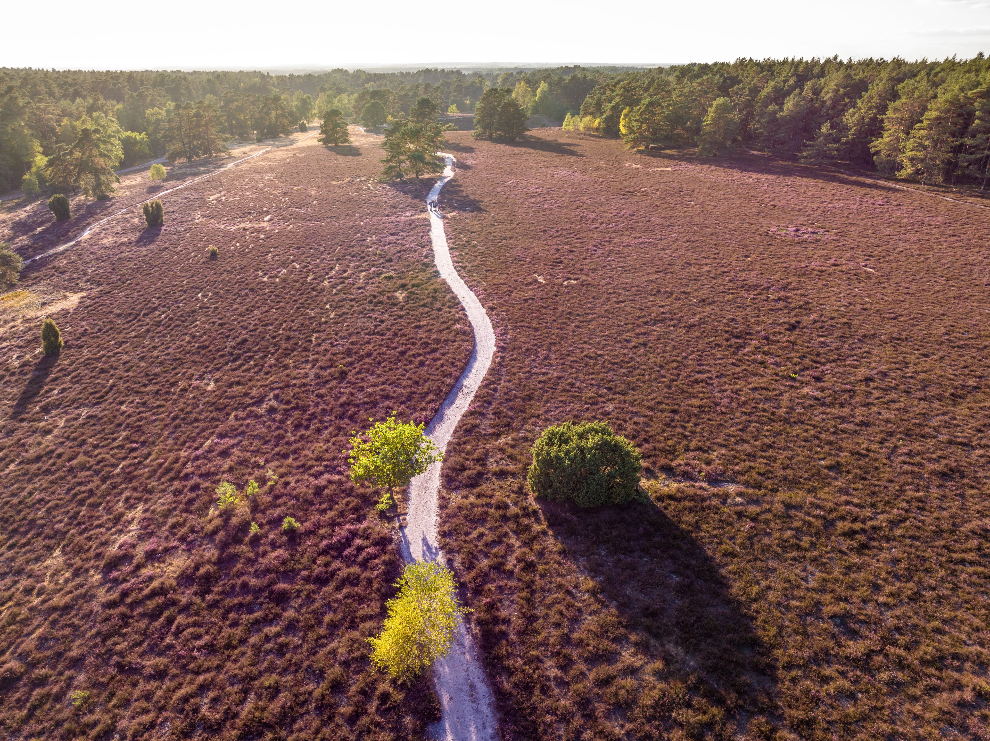 Misselhorner Heide bei Hermannsburg zur Heideblüte am Heidschnuckenweg