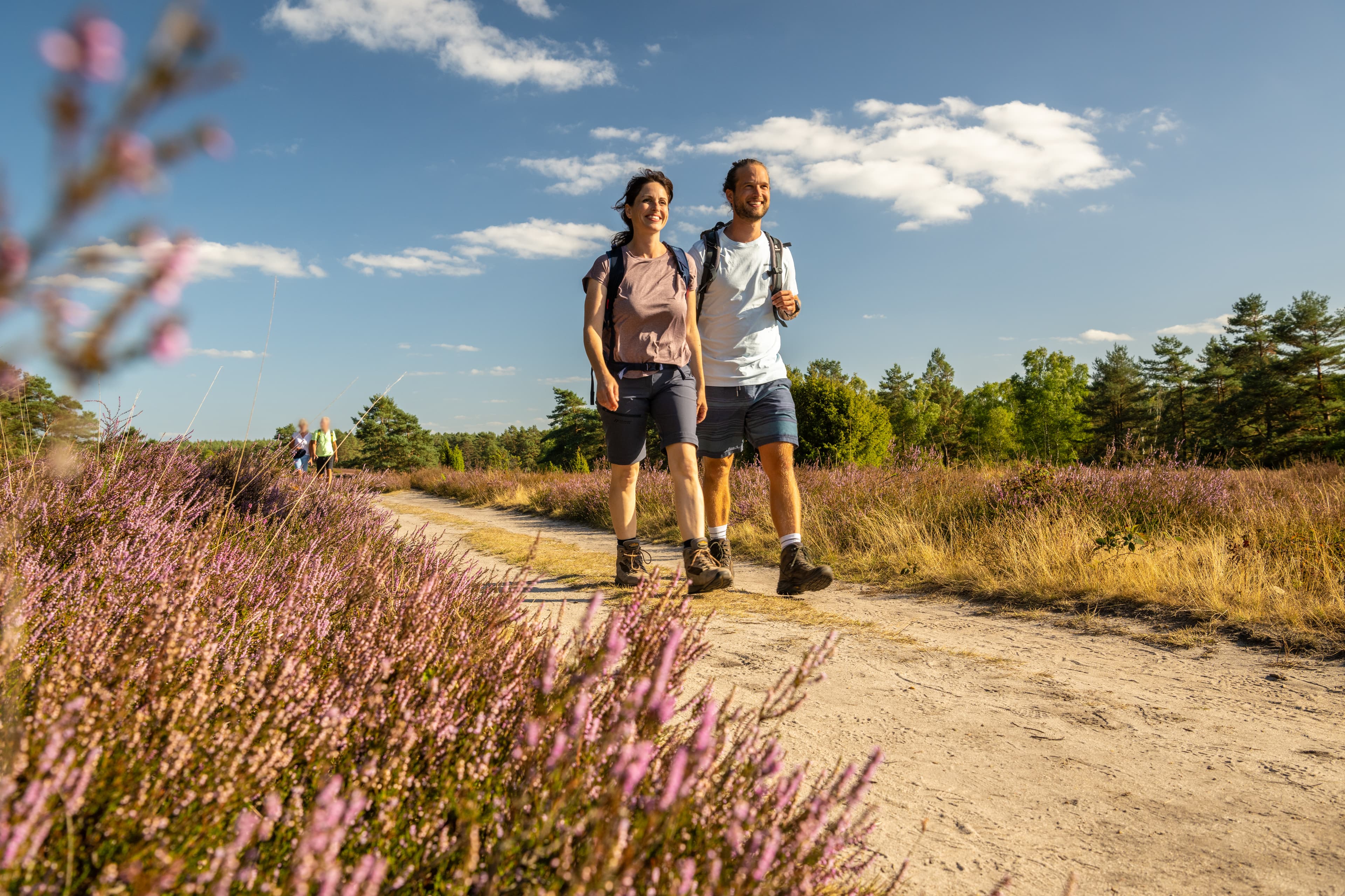 Tiefental bei Hermannsburg zur Heideblüte am HeidschnuckenwegDeep valley near Hermannsburg for the heather blossom on the Heidschnucken TrailDyb dal nær Hermannsburg til lyngblomstringen på Heidschnucken TrailDiep dal bij Hermannsburg voor de heidebloesem op de Heidschnucken Trail