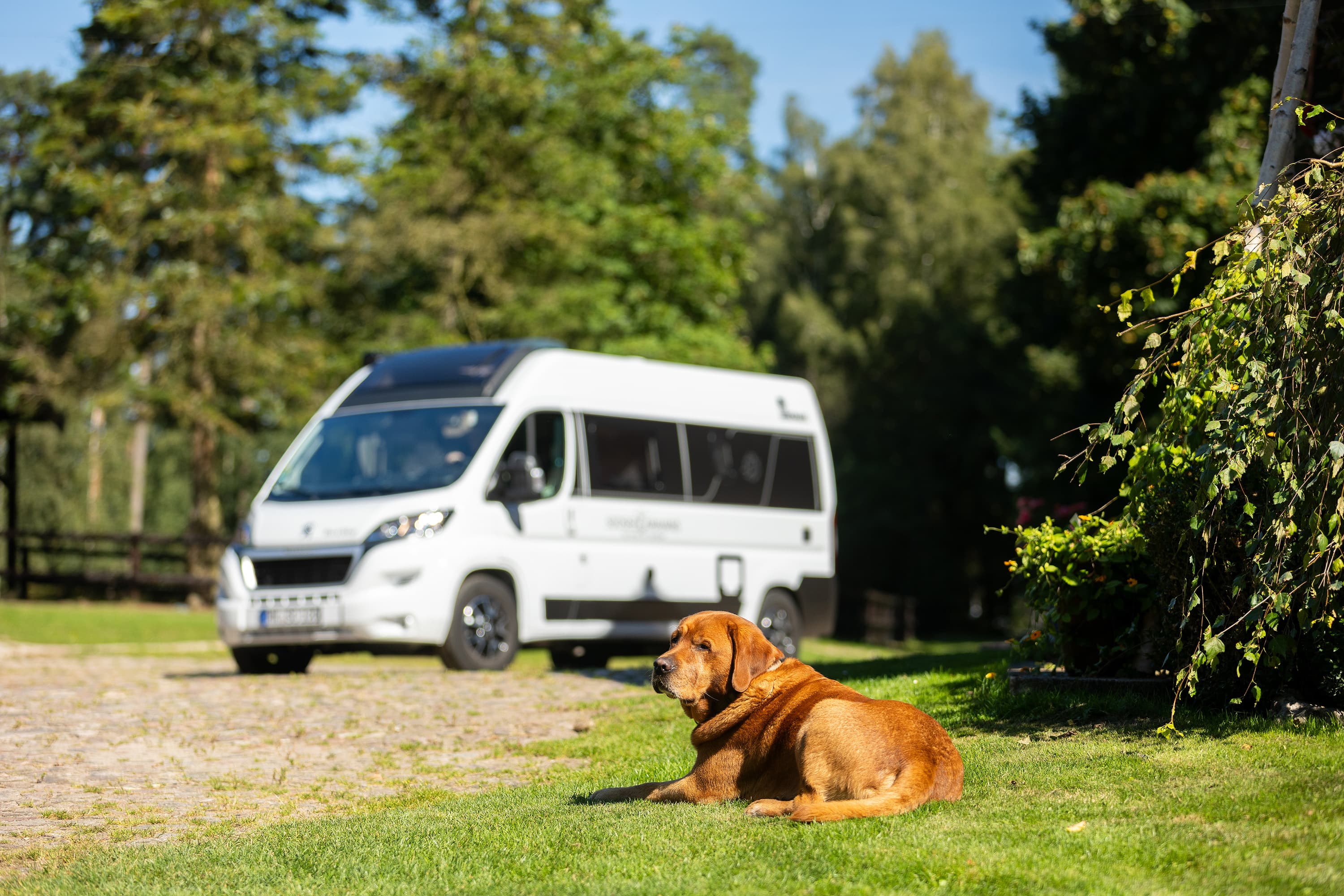 Hunde sind erlaubt auf den Campingplätzen der Lüneburger Heide