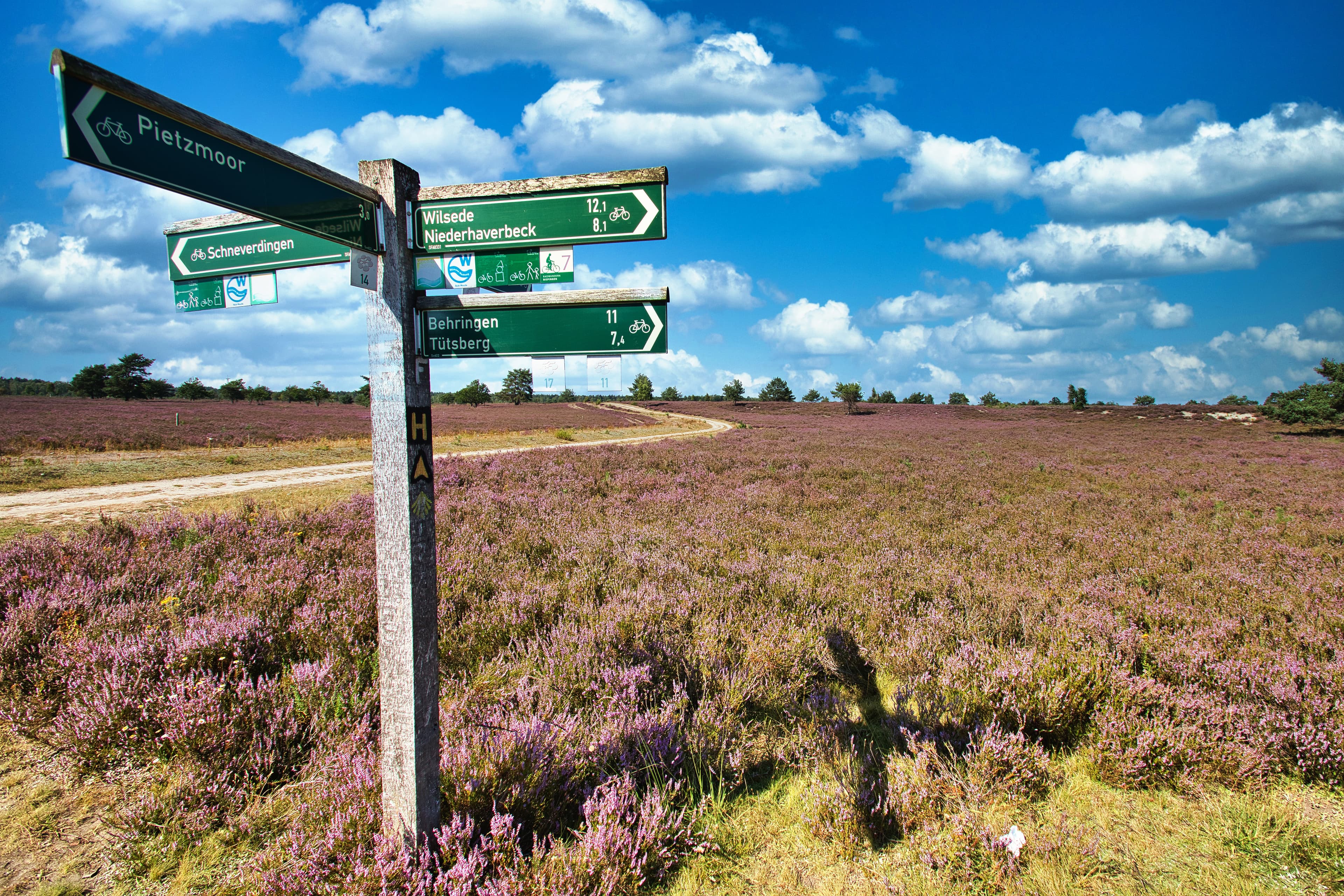 Heideblüte in der Osterheide bei Schneverdingen