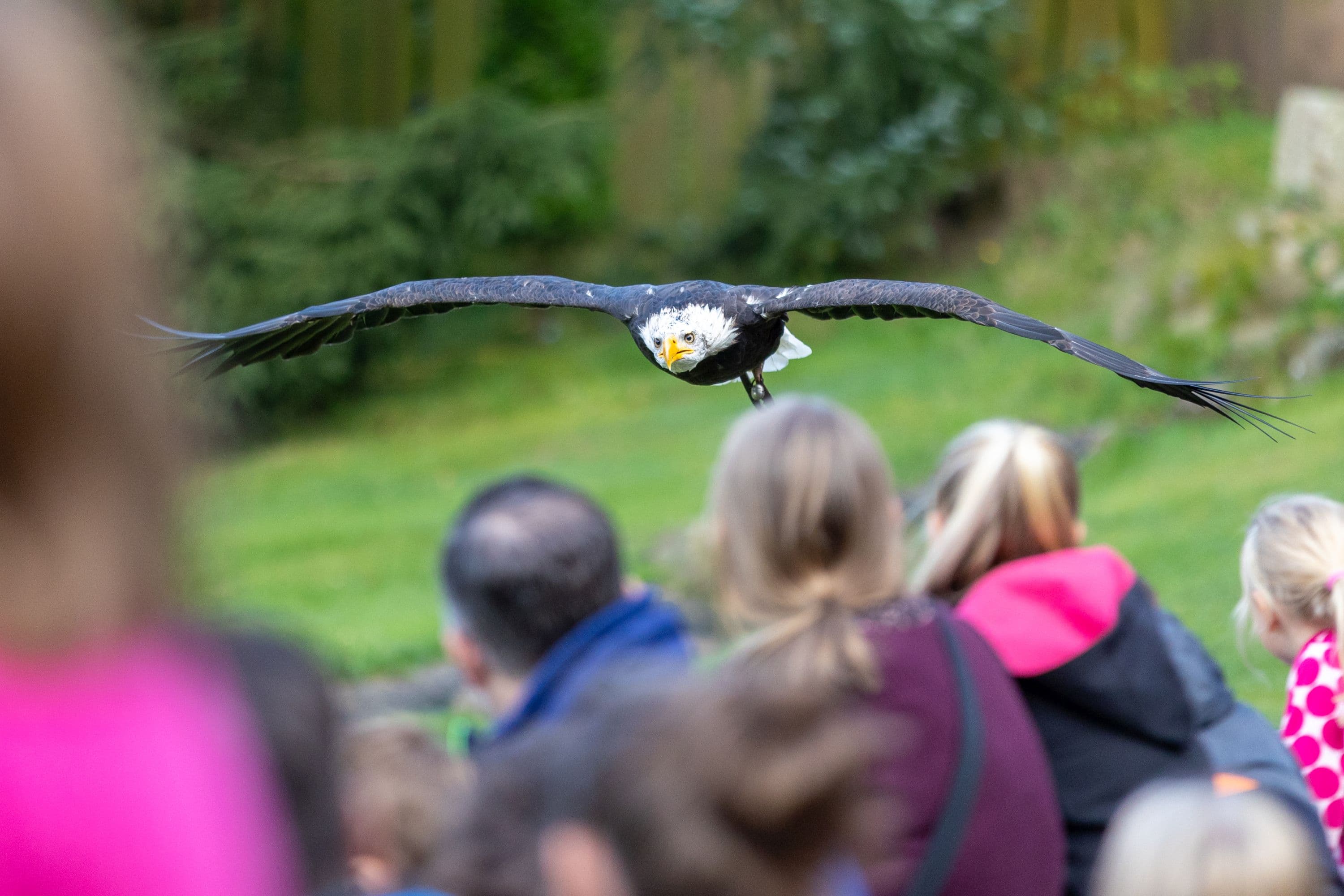 ein adler fliegt dicht über die köpfe einer menschengruppe im tierpark lüneburger heide