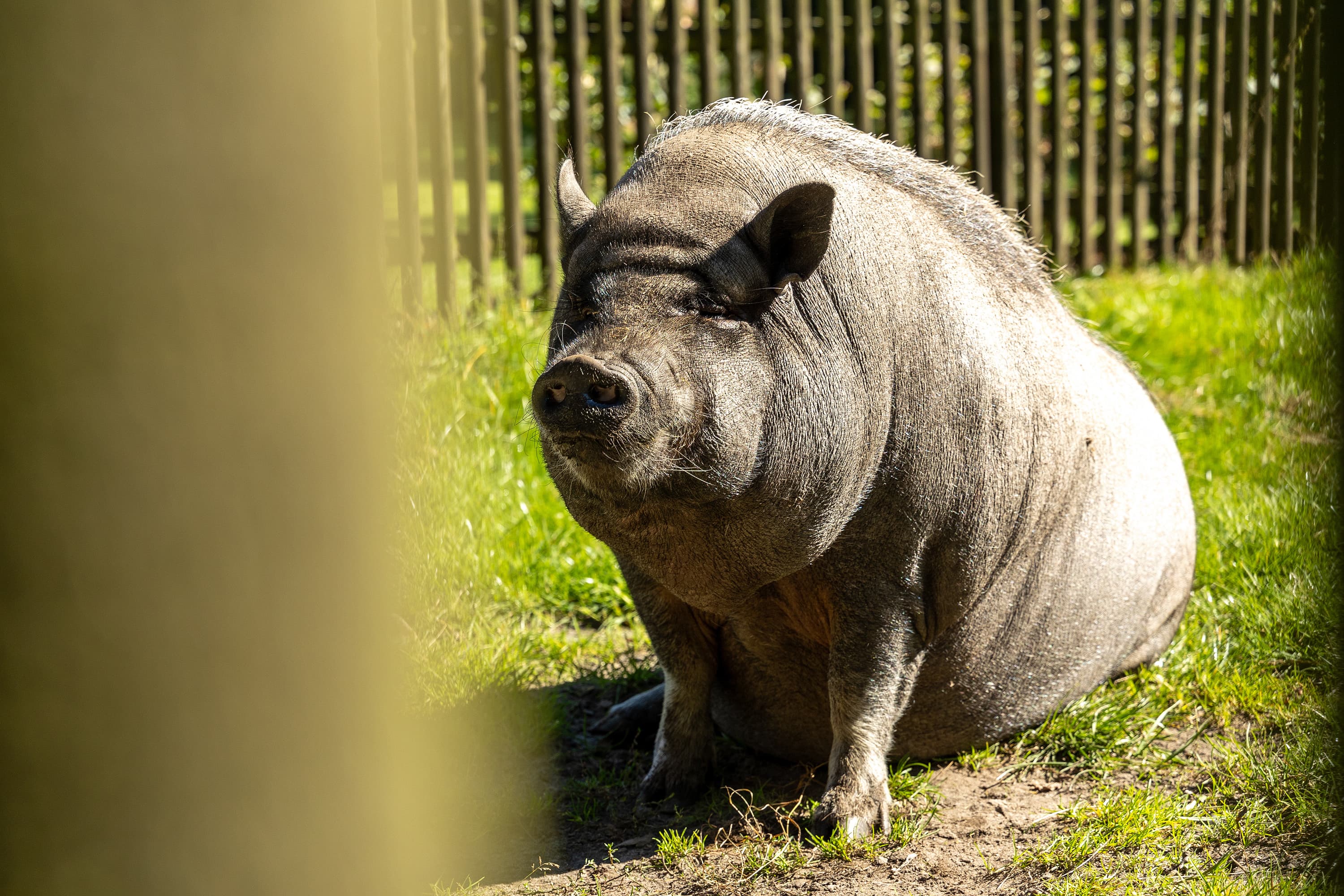 Schweine Ferienhof Flottwedel Wietzendorf