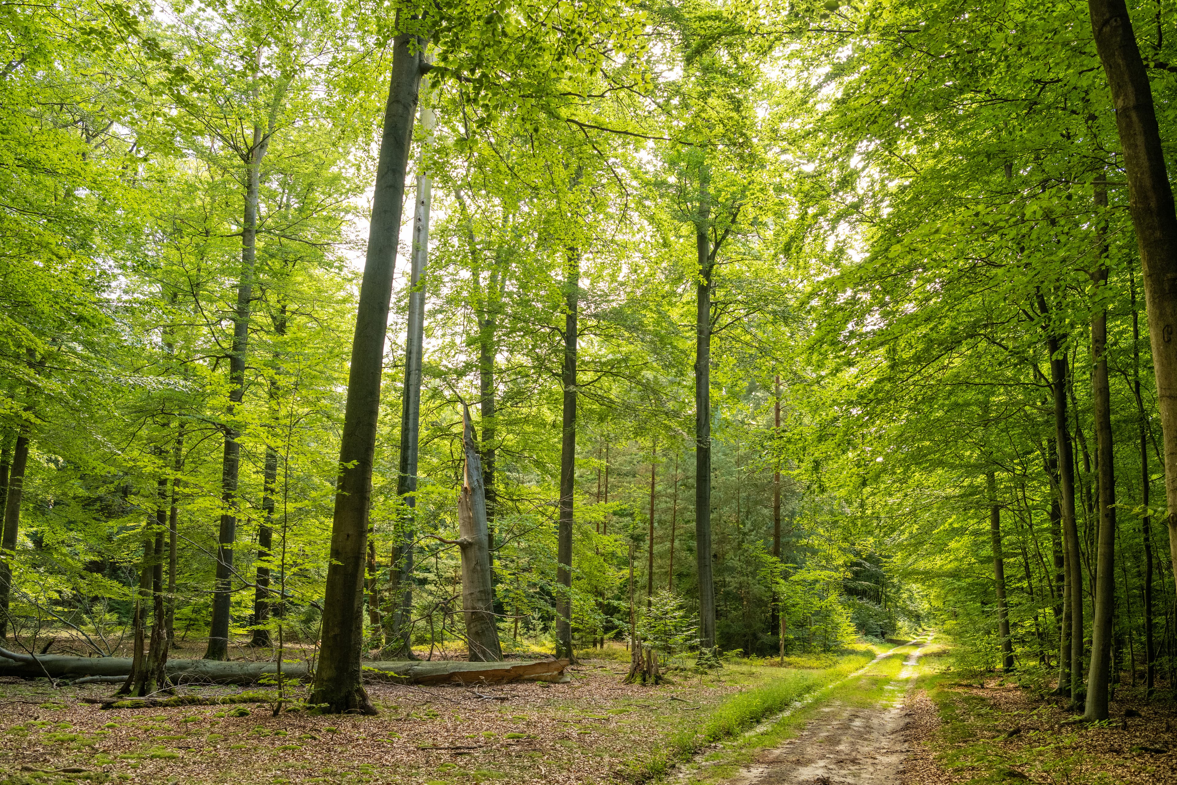 Wandern Unterluess Luesswald