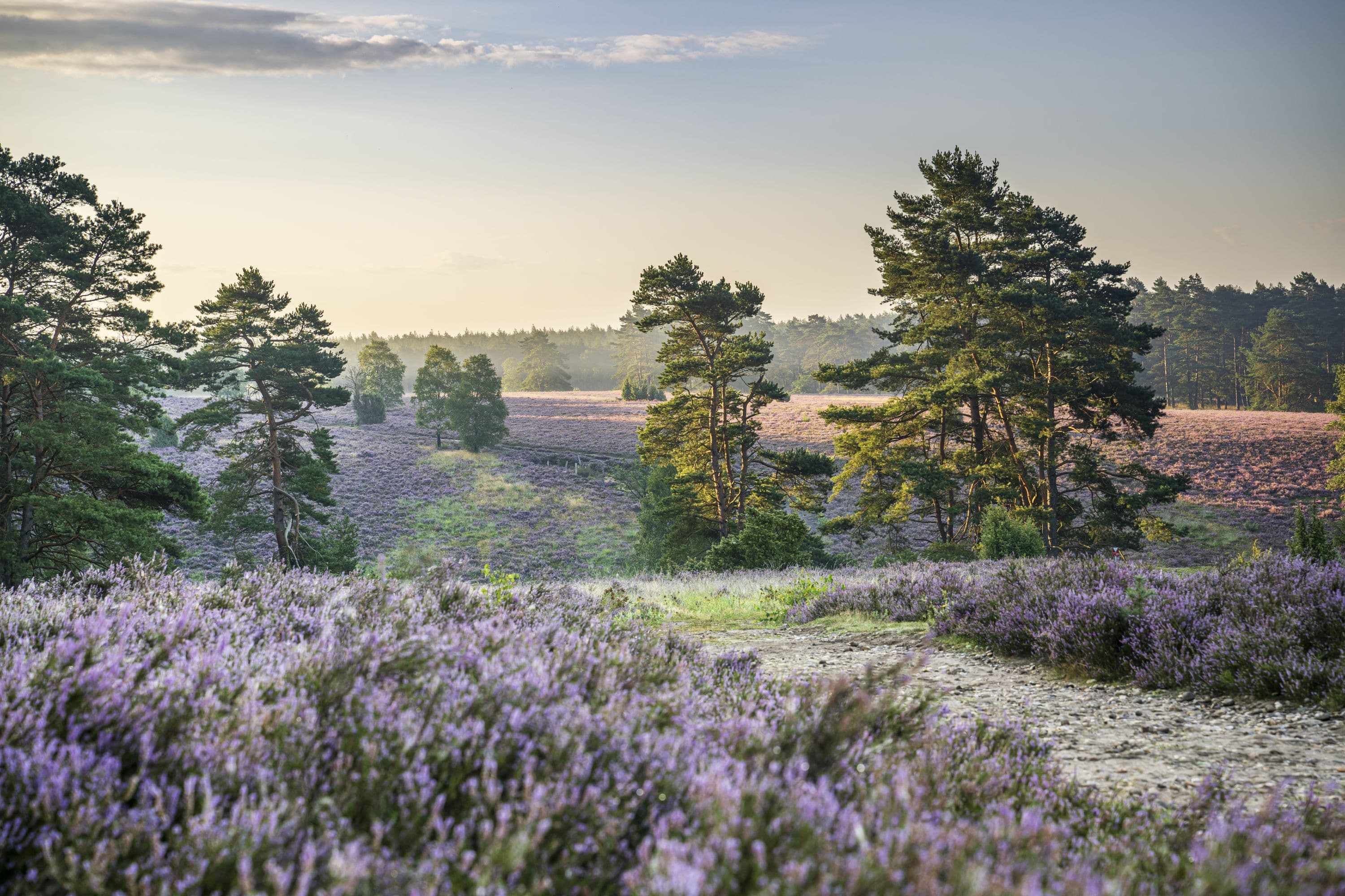 Wandern im beeindruckenden Tiefental zur Heideblüte auf dem HeidschnuckenwegHiking in the impressive Tiefental valley to the heather blossom on the Heidschnuckenweg trailVandring i den imponerende Tiefental-dal til lyngens blomstring på Heidschnuckenweg-stienWandelen in het indrukwekkende Tiefental naar de heidebloesem op de Heidschnuckenweg