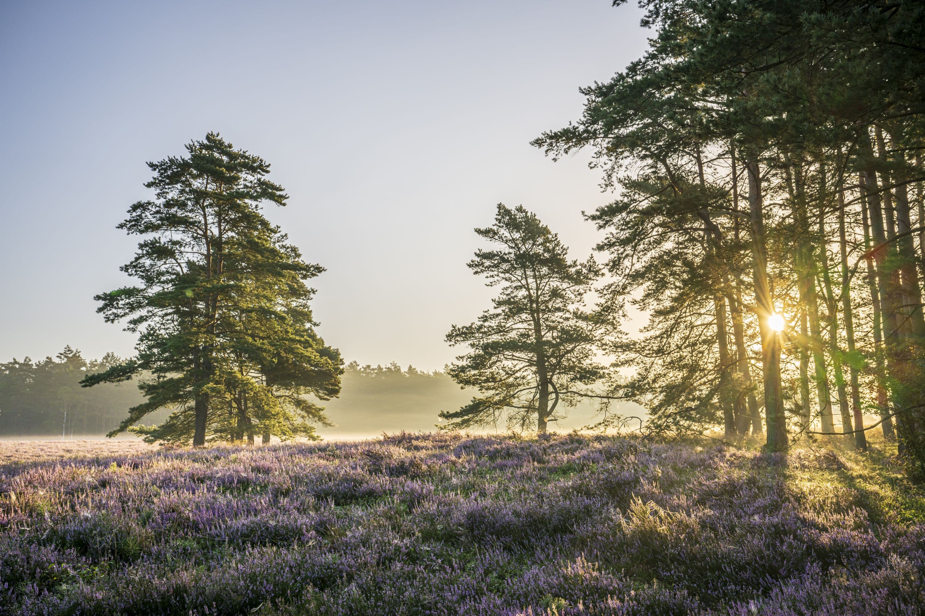 Tiefental erwandern zur Heideblüte bei aufgehender Sonne