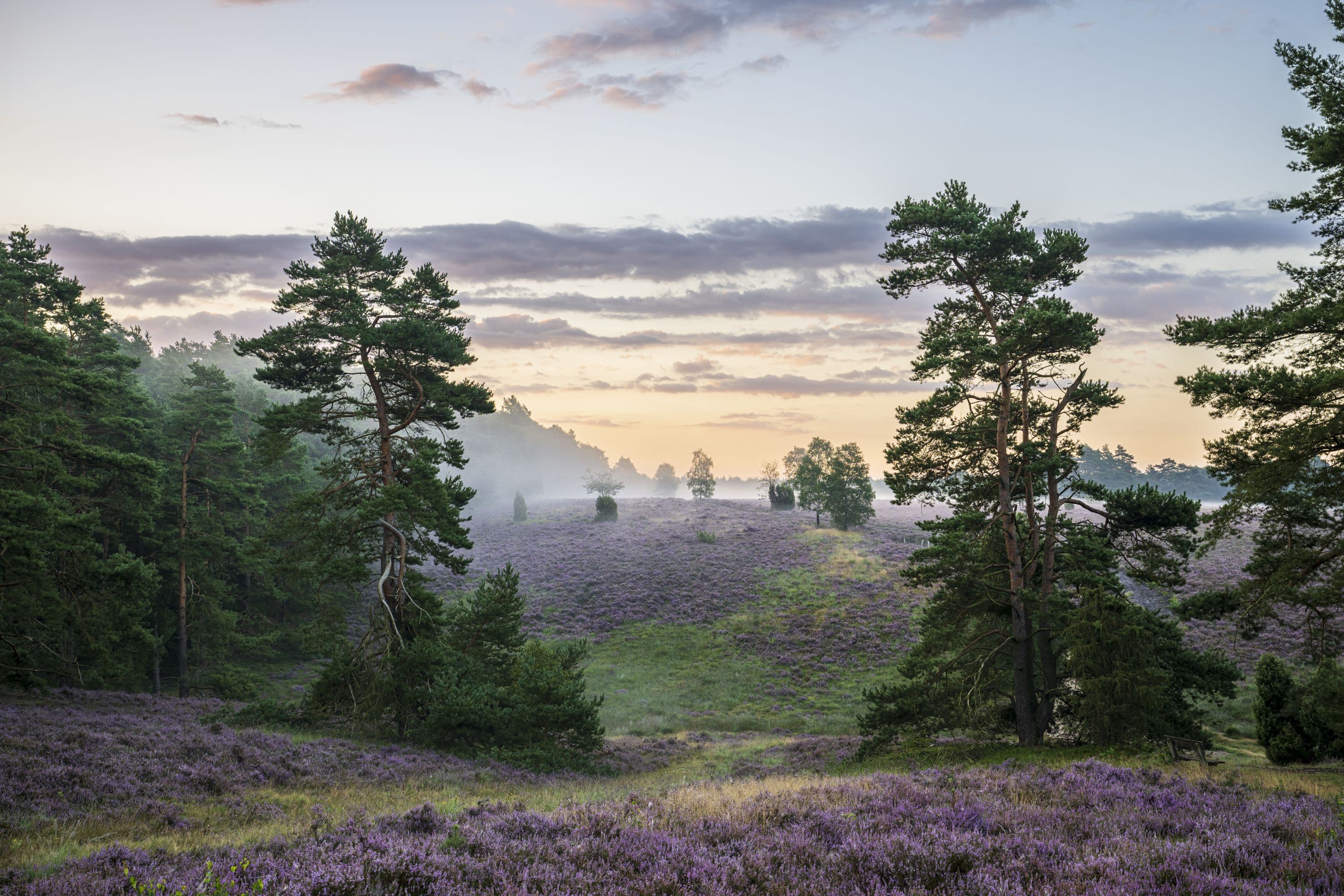 wunderbarer Frühnebel während der Heideblüte im Tiefental bei Hermannsburg auf dem Heidschnuckenweg