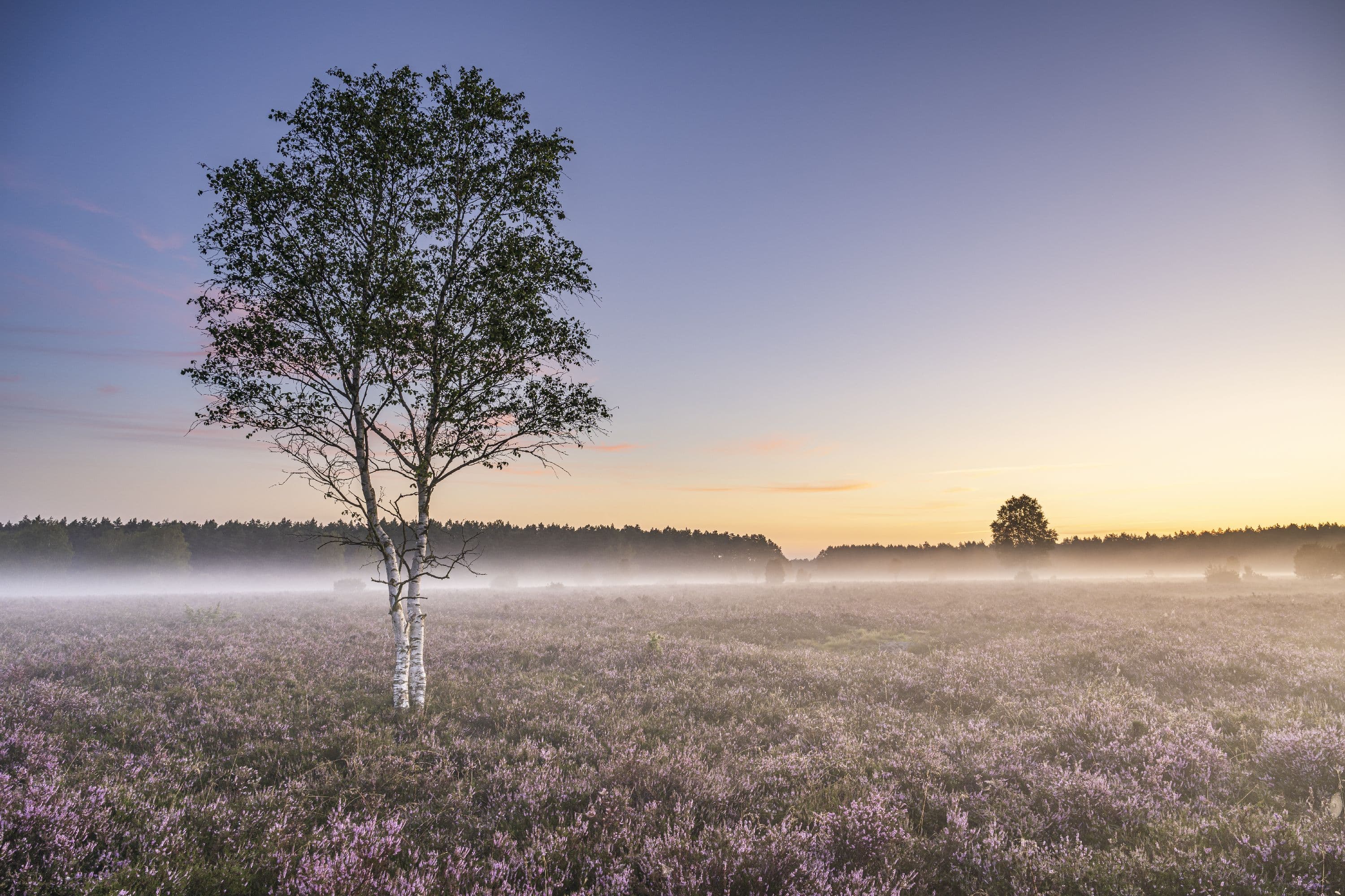 Im Wacholderwald Schmarbeck erlebt man traumhafte Sonnenaufgänge