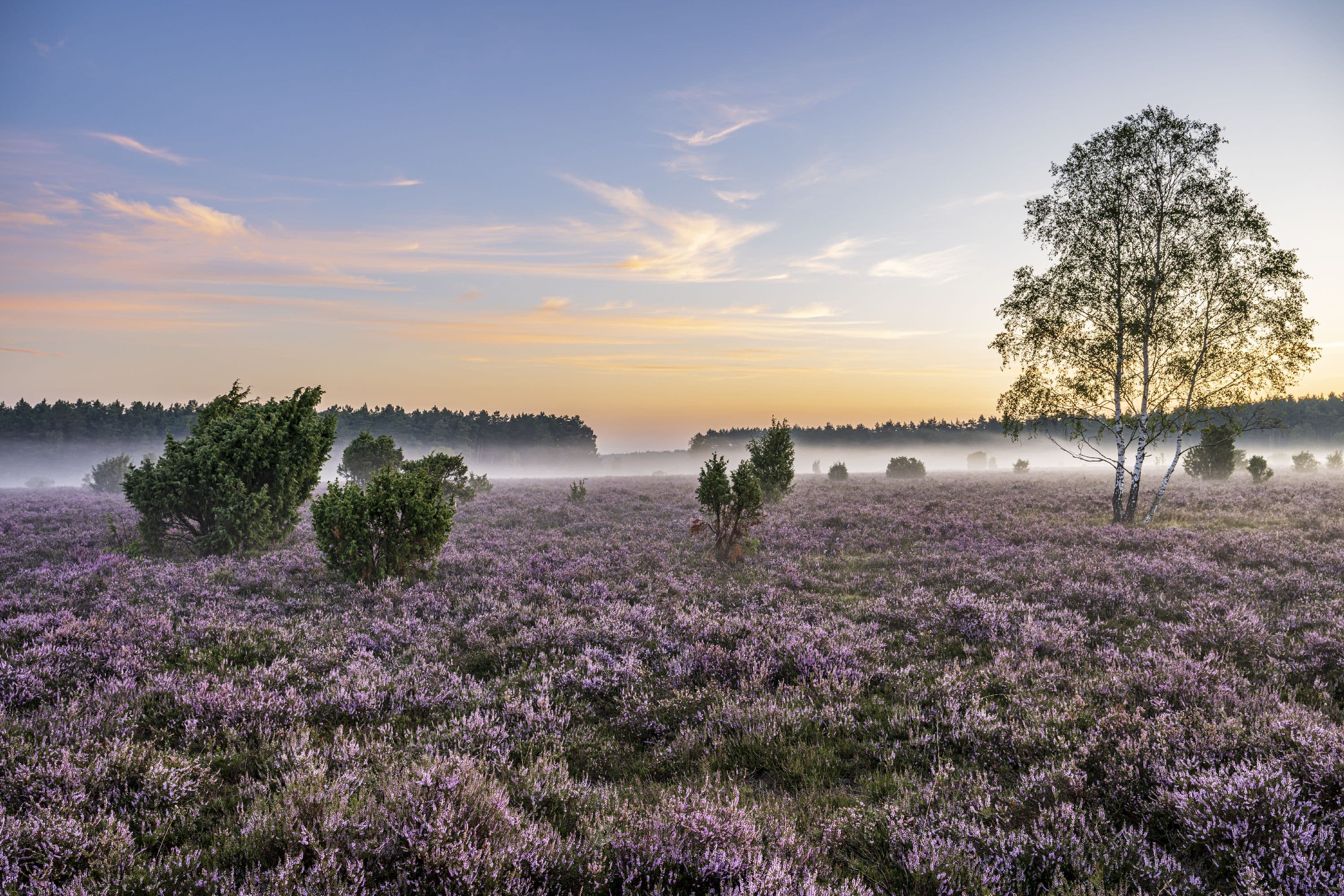 wacholderwald im naturpark südheide