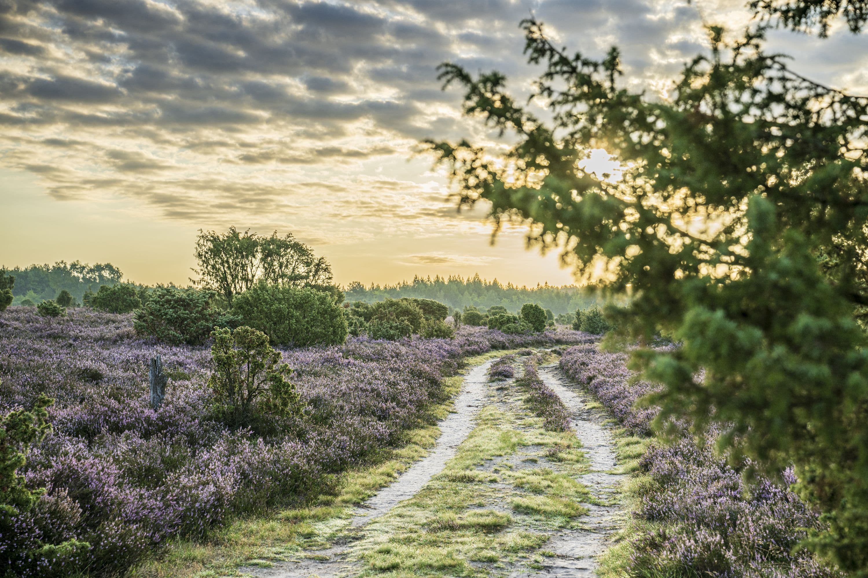 Wandern im Sonnenaufgang im Wacholderwald Schmarbeck