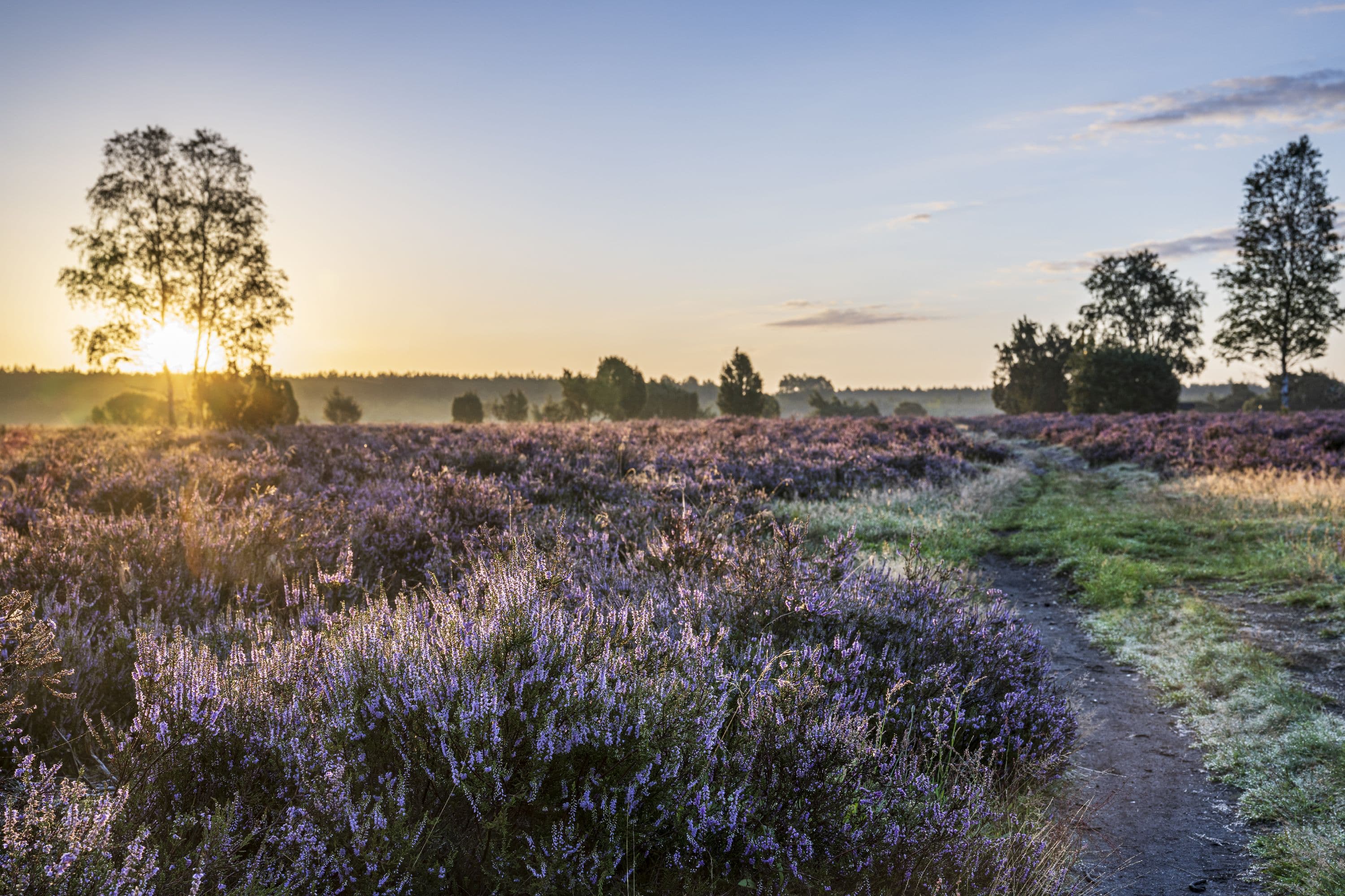 Morgenstimmung über der mystischen Heidefläche am Wacholderwald