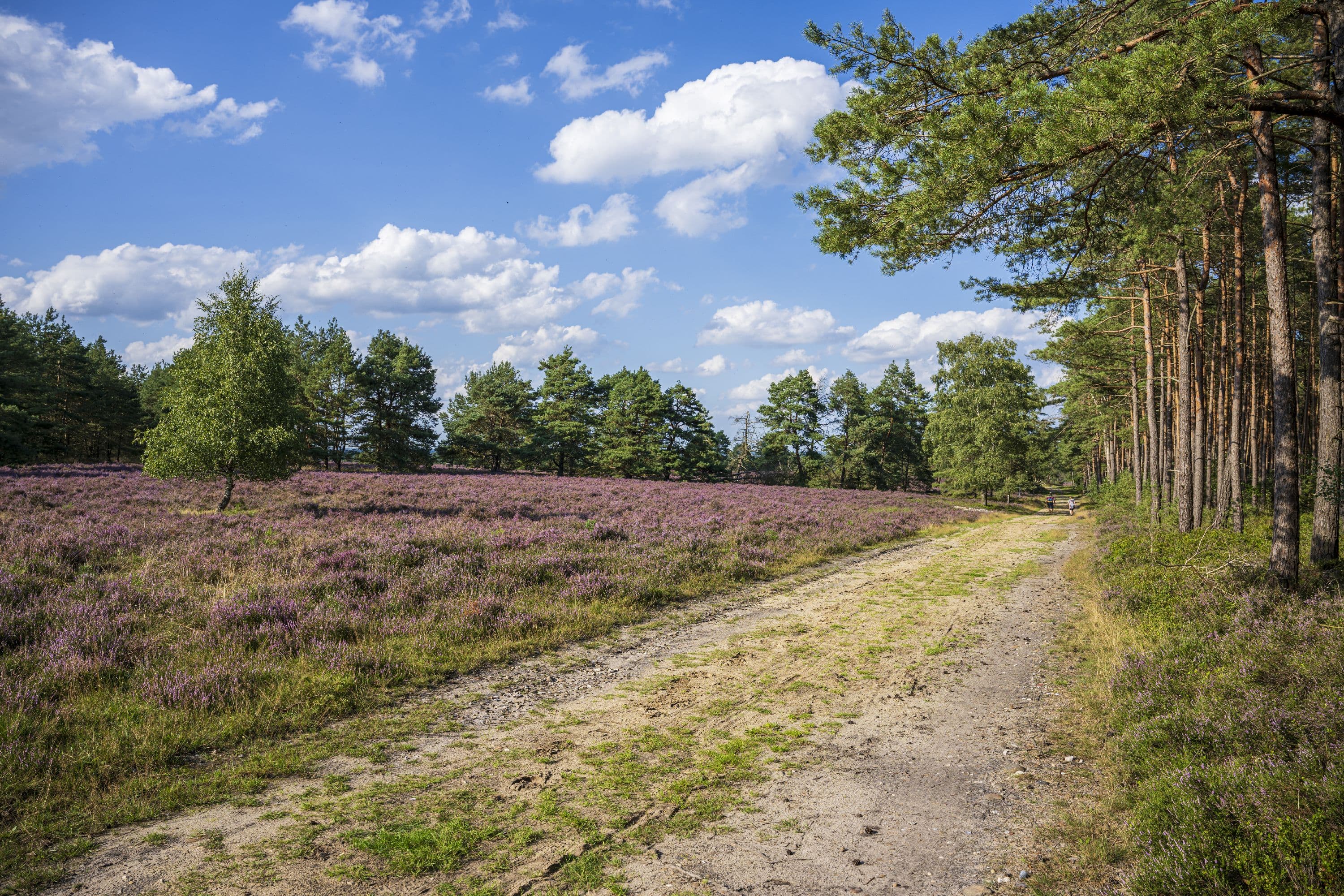 Hausselberg Mueden Suedheide Heidebluete