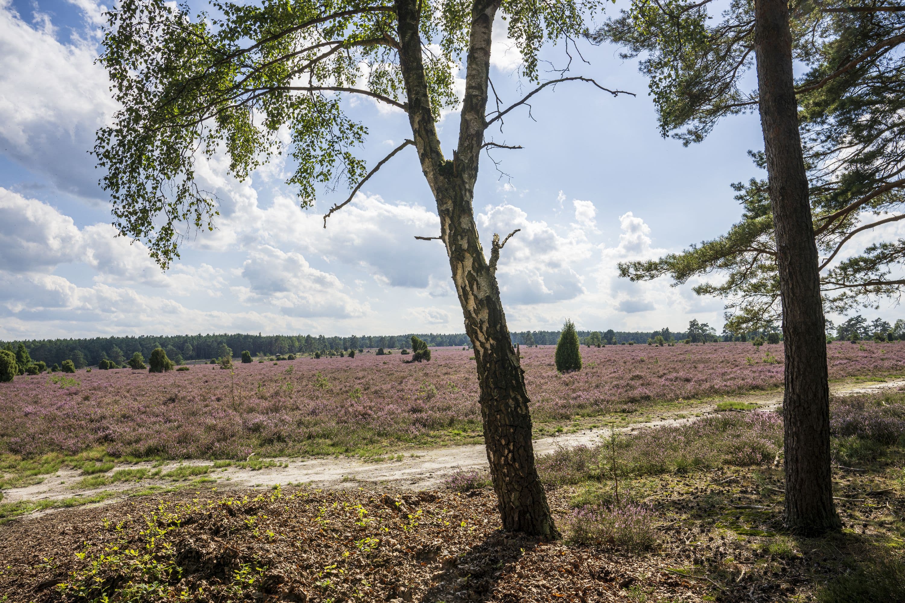 Wanderweg am Waldesrand entlang der Heidefläche