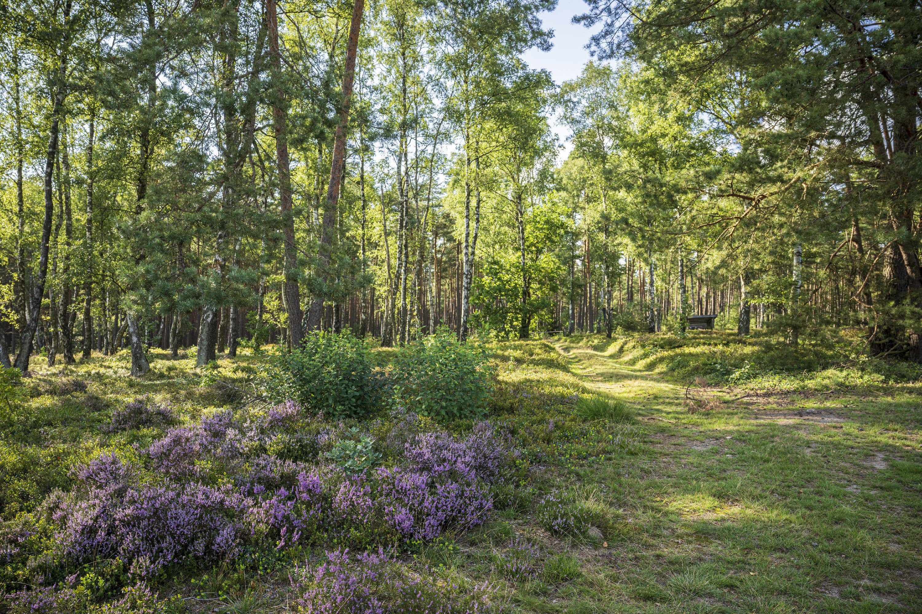 Hausselberg Mueden Suedheide Heidebluete