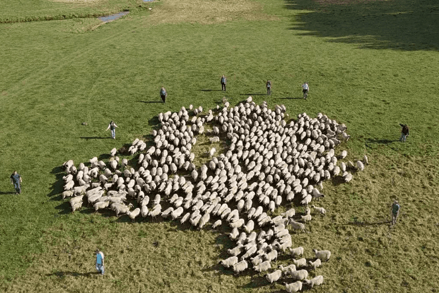 Schafe Hüten Teambuilding Drohnenaufnahme Heidschnucken