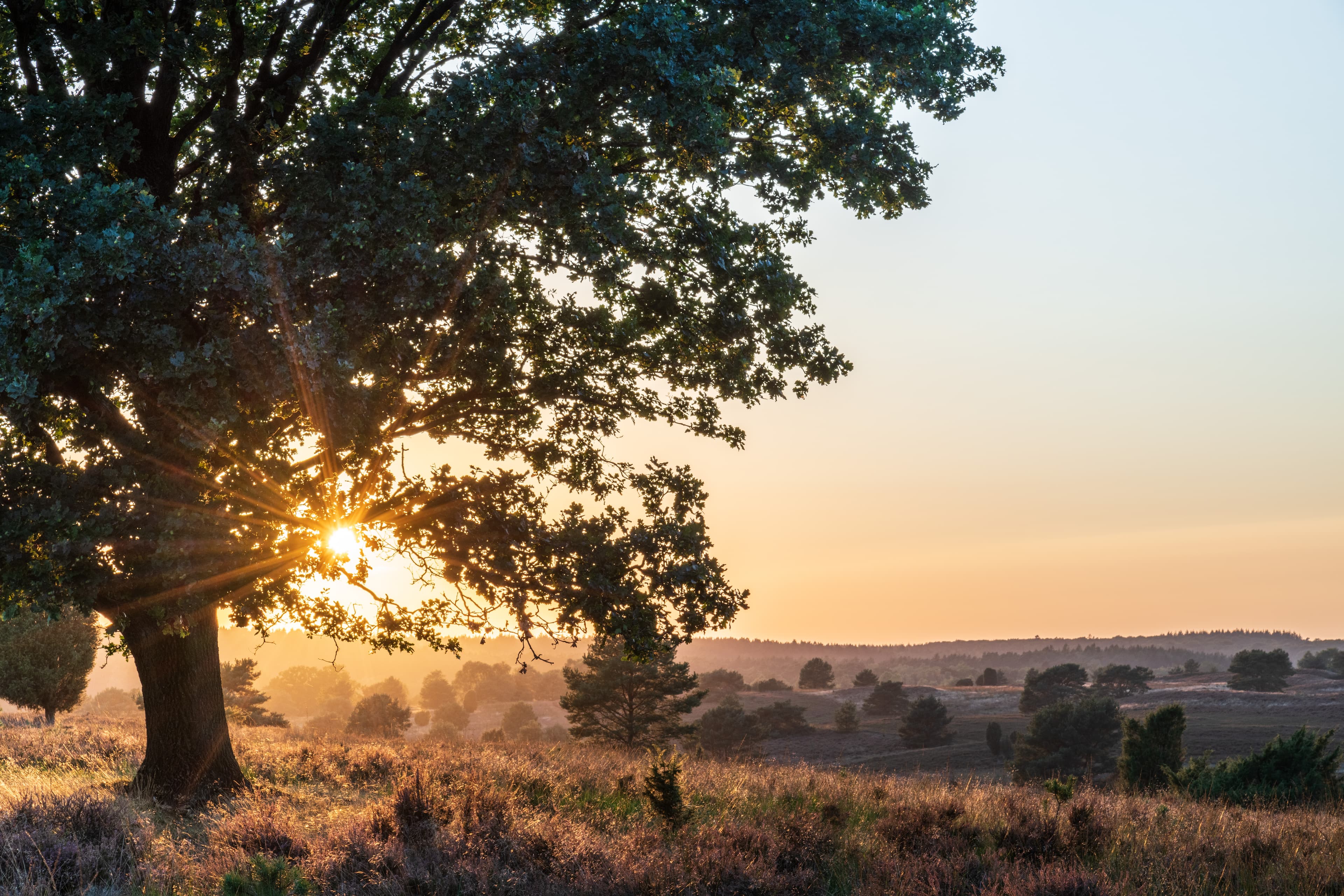 Undeloh Radenbachtal Sonnenaufgang
