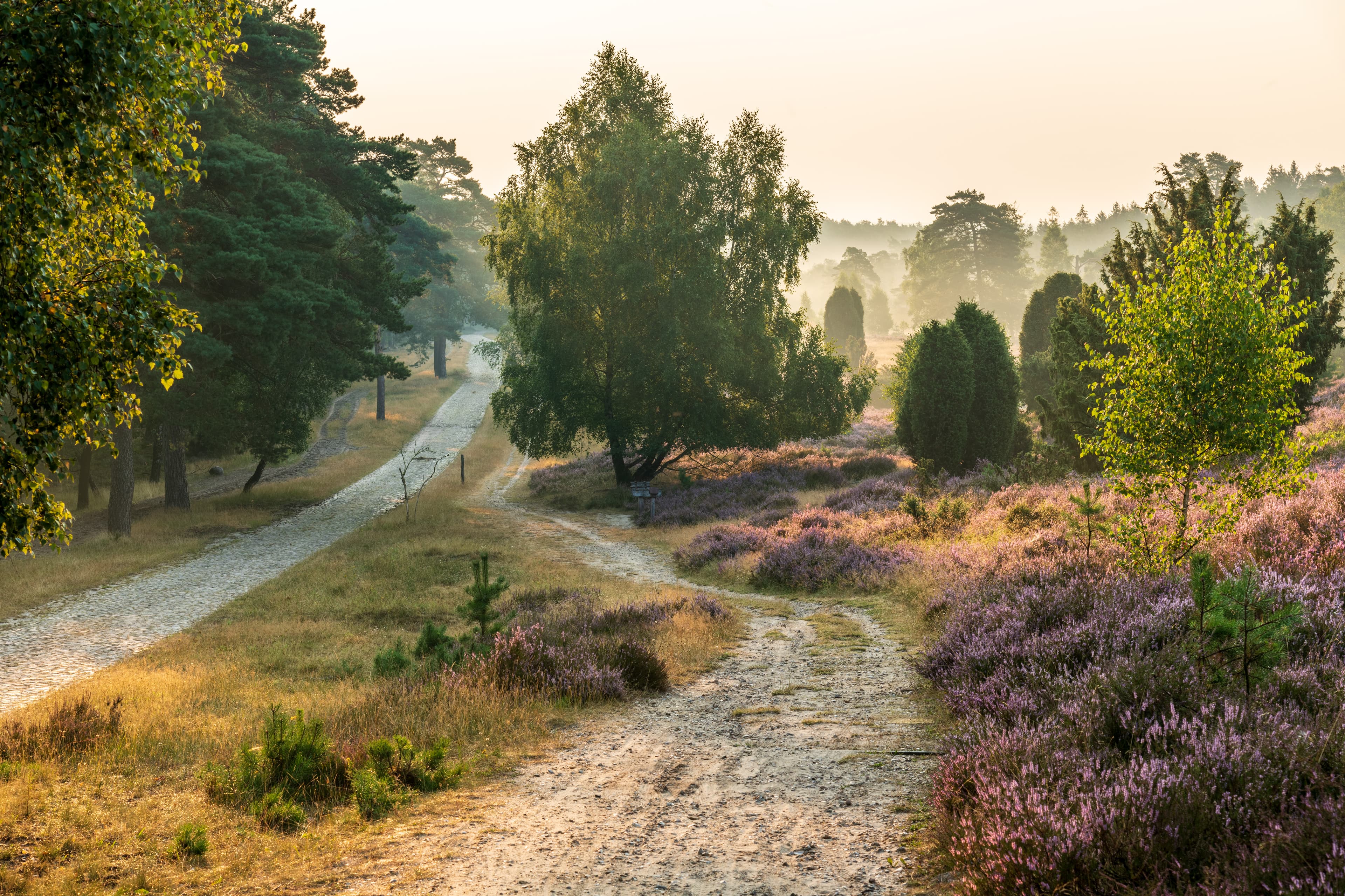 Bispingen Wilsede Heide Fahrradweg