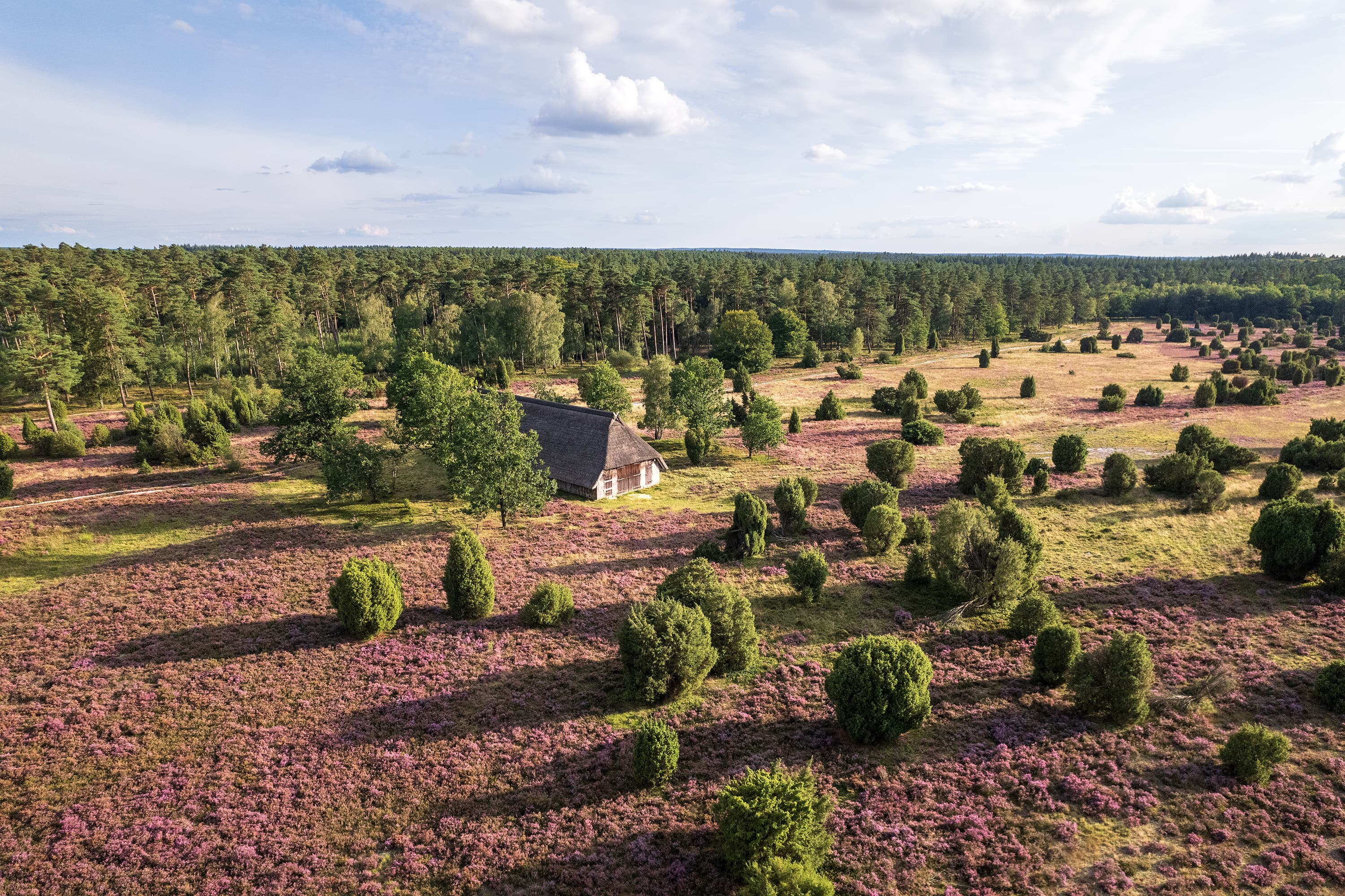Der Steingrund ist eine sehr typische Heidefläche zur Blüte
