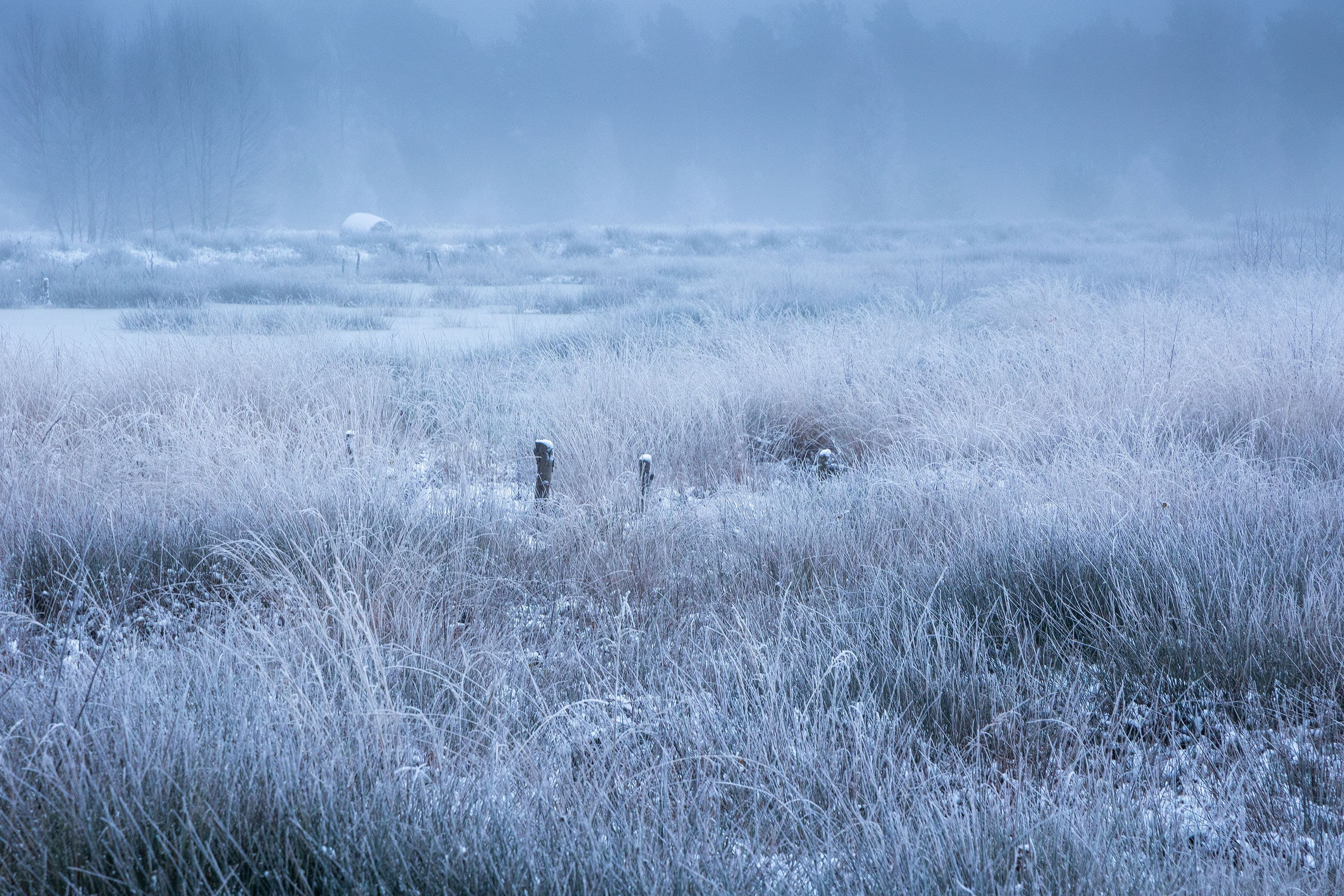 Becklinger Moor Schnee Frost Winter Südheide