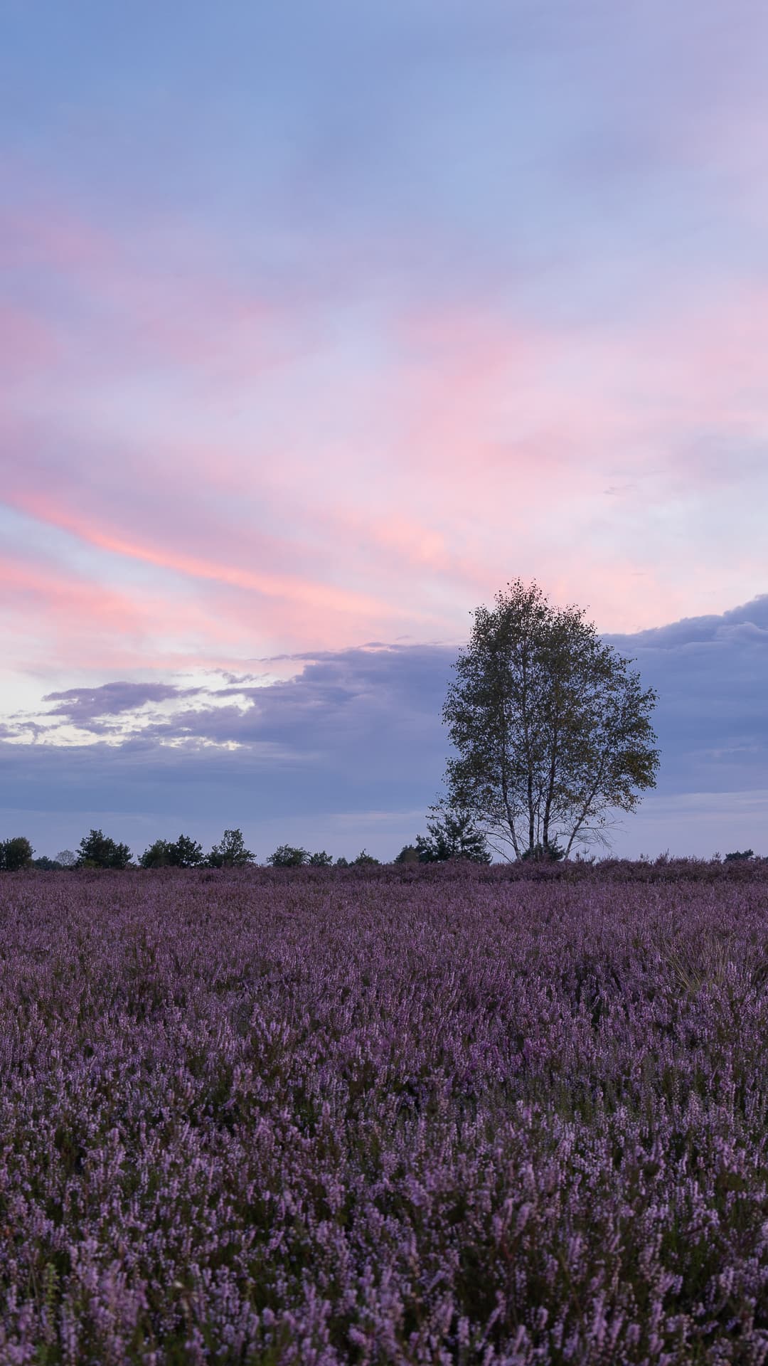 kostenloses Bild für den Handy Bildschirm aus der Lüneburger Heide