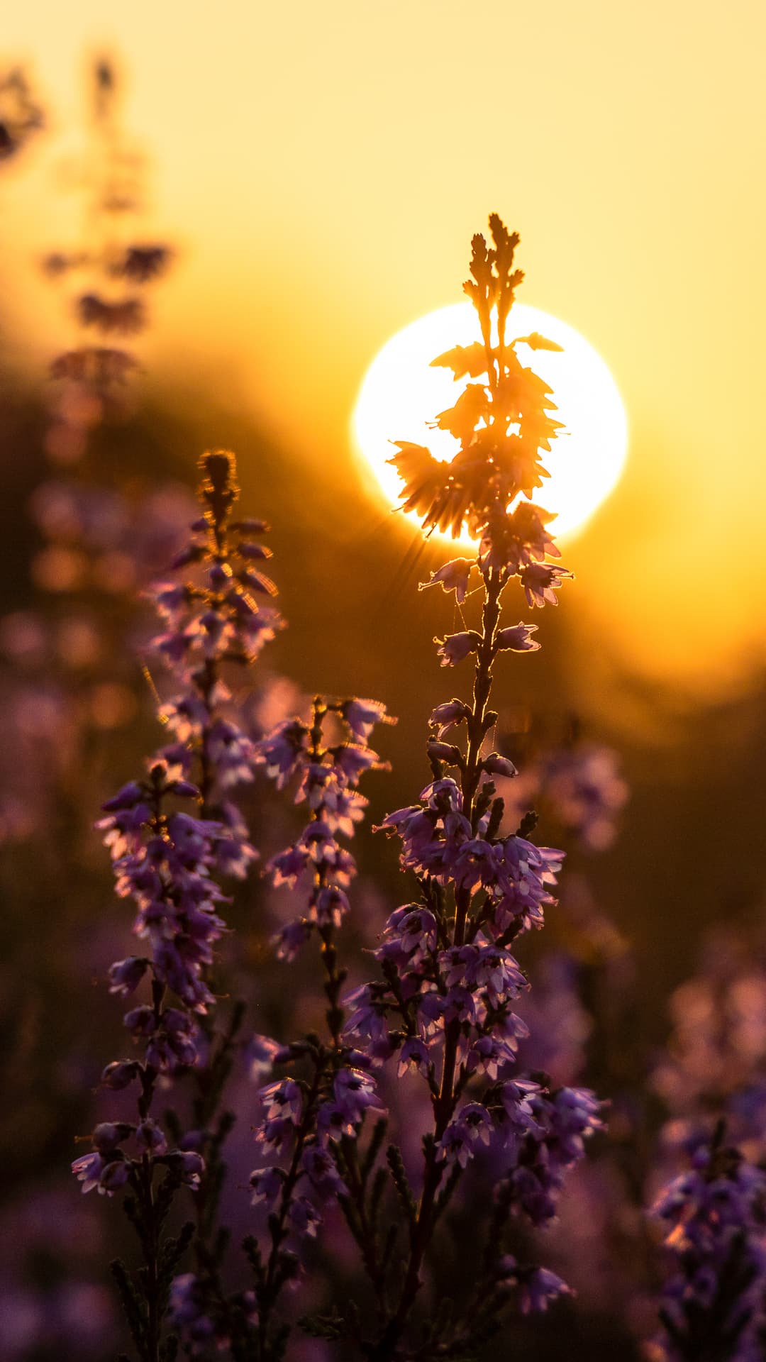 Hintergrundbild für das Iphone kostenlos