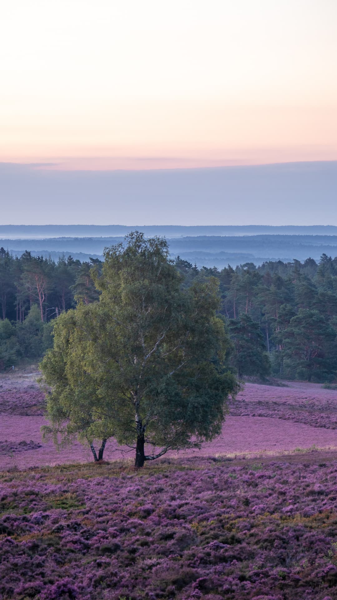Samsung Handy Hintergrundbild kostenlos aus der Heide
