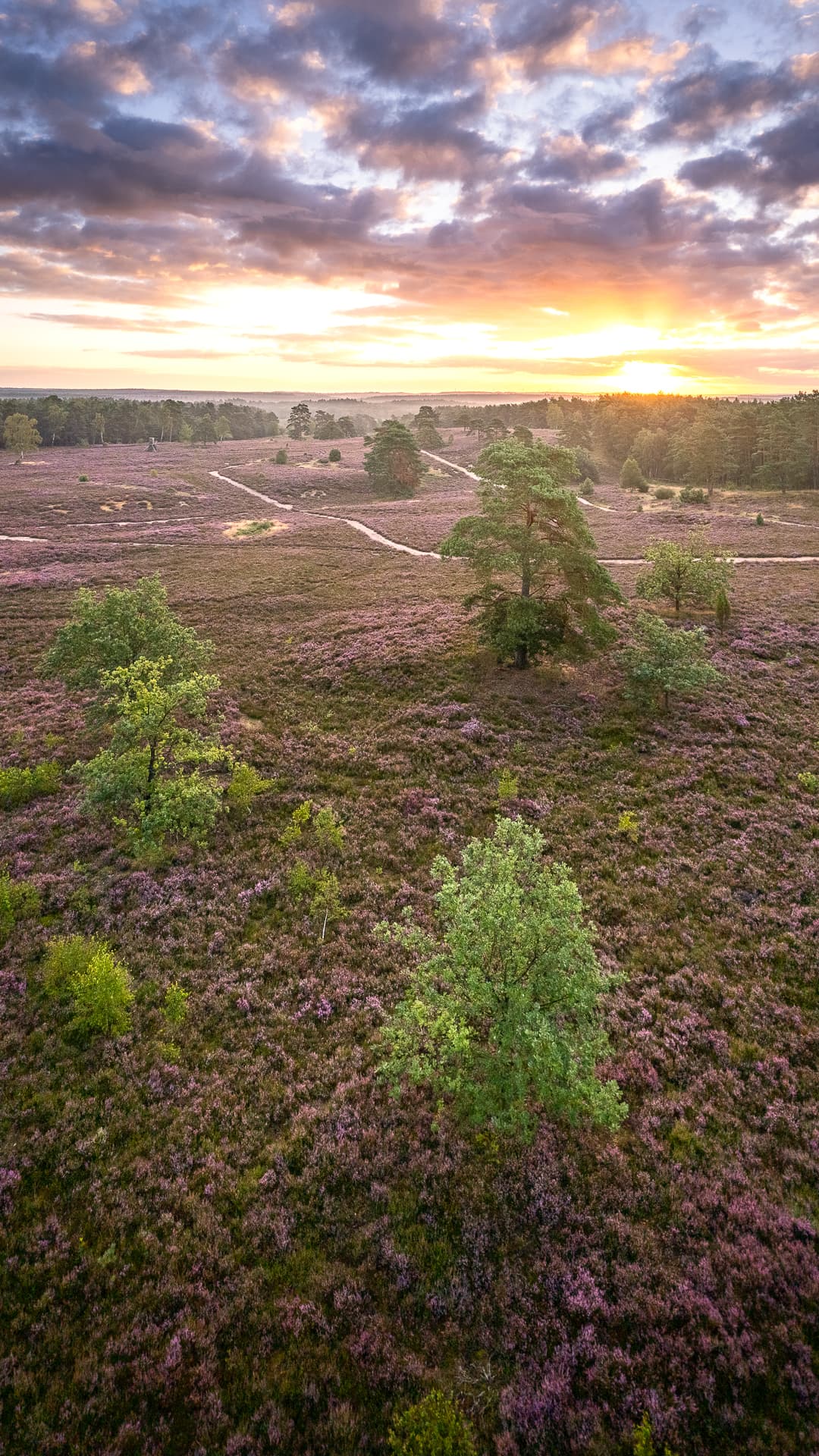 Wallpaper für das Handy kostenlos aus der Lüneburger Heide
