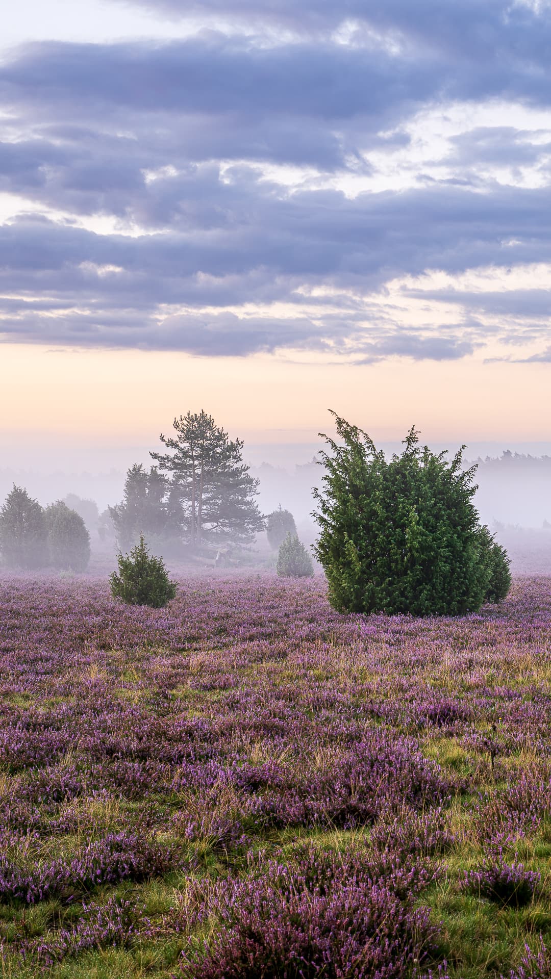 Hintergrundbild für das Handy kostenlos download