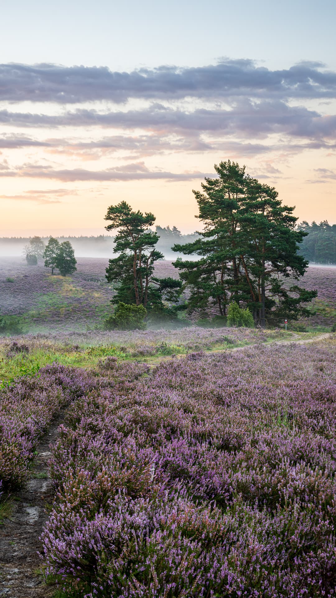 hier gibt es kostenlose wallpaper für das handy