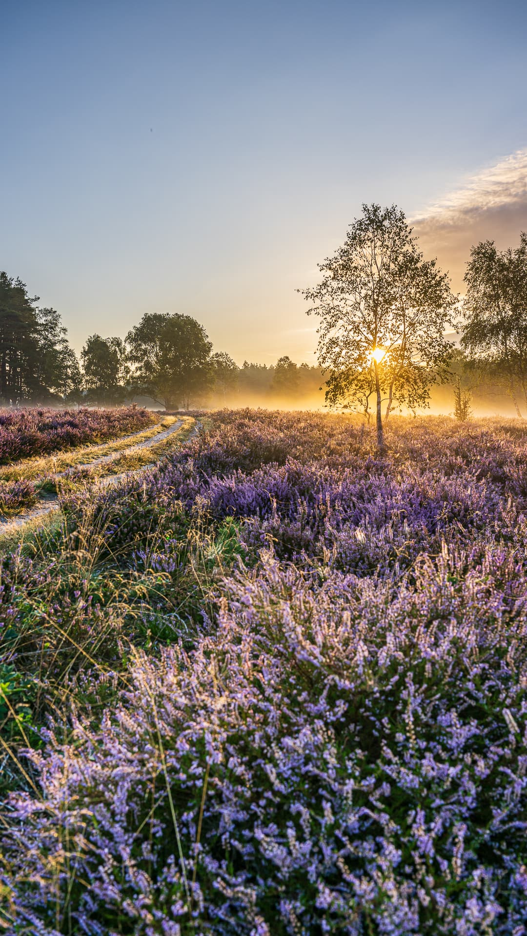 Naturmotiv mit Heide aus der Lüneburger Heide - Hintergrundbild für Smartphones