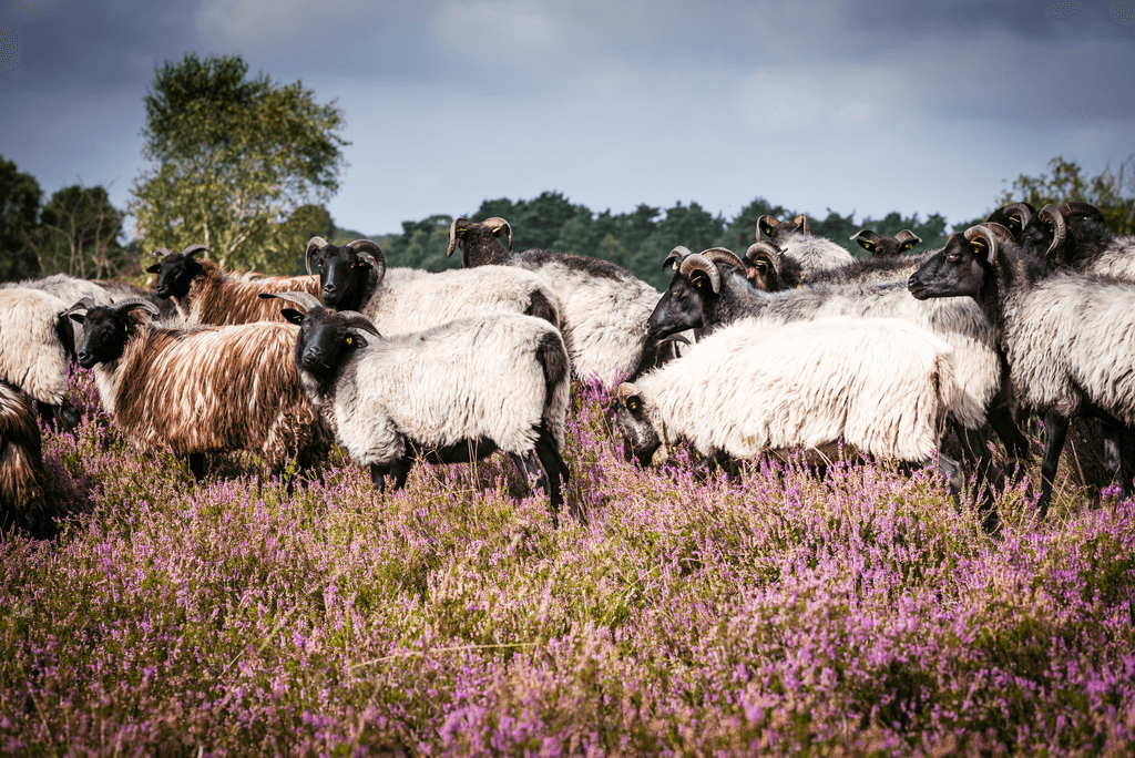 Heidschnuckenherde in der blühenden Heidefläche in der Lüneburger Heide