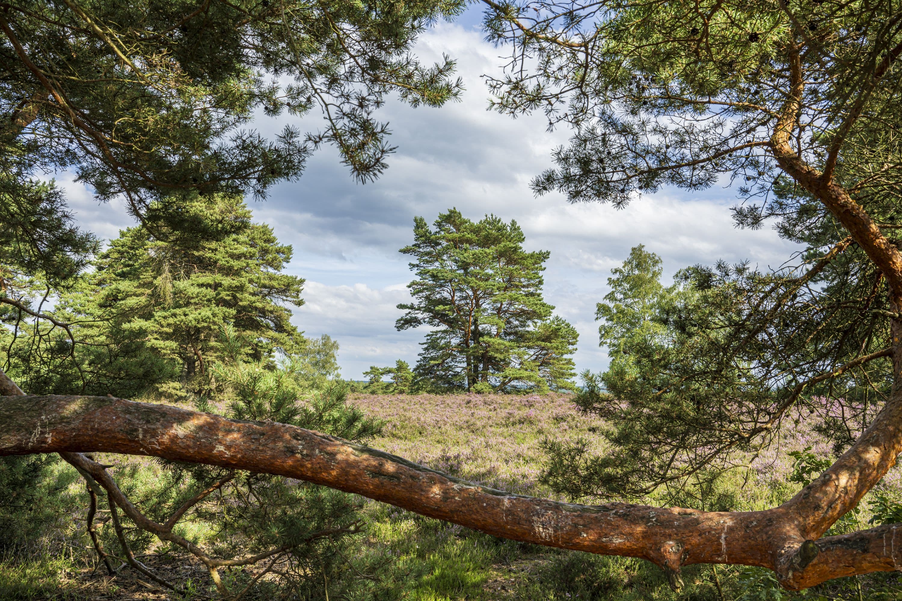 Mueden Wietzer Berg Südheide Wandern