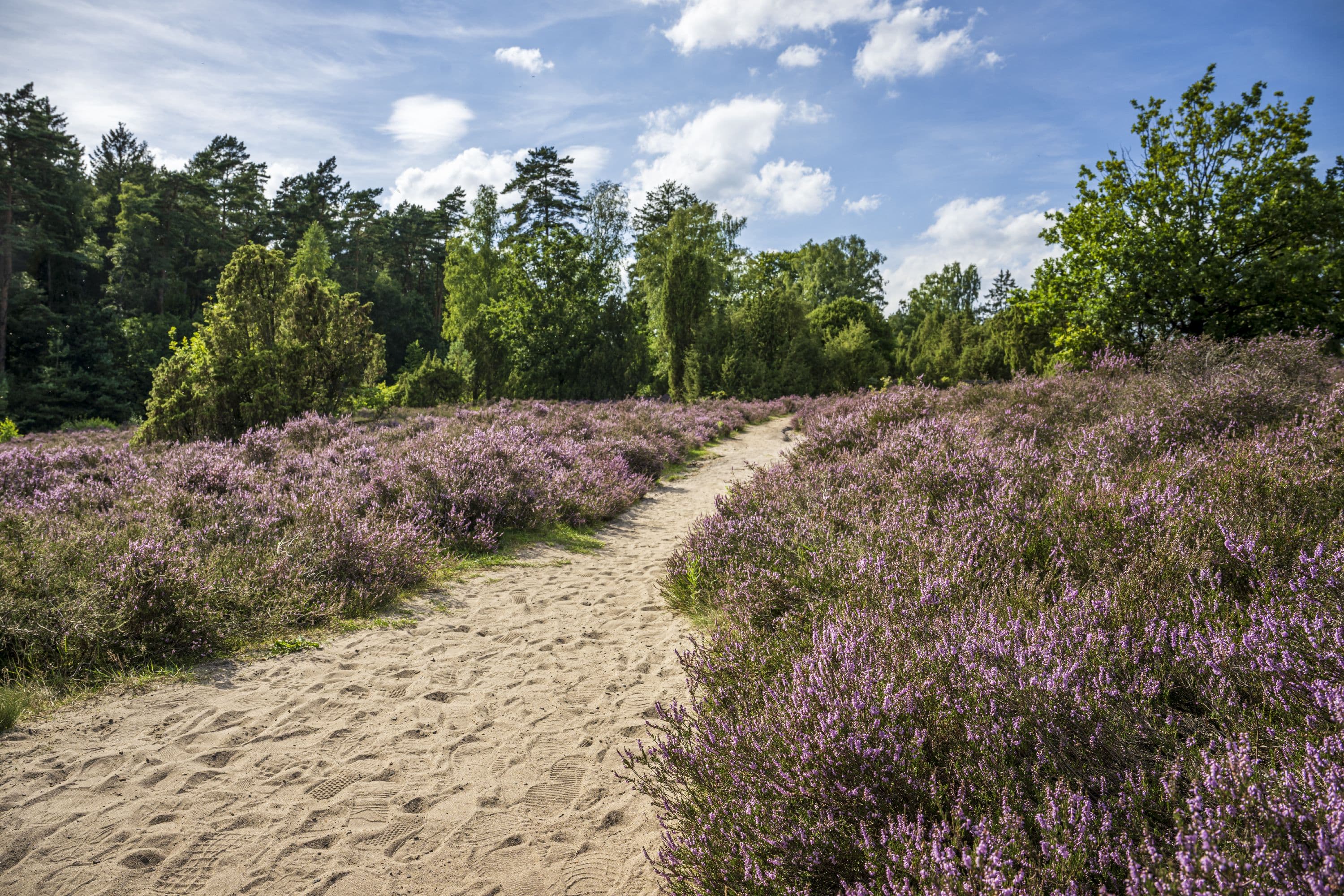 Wandern auf den Wietzer Berg durch die blühende Heide