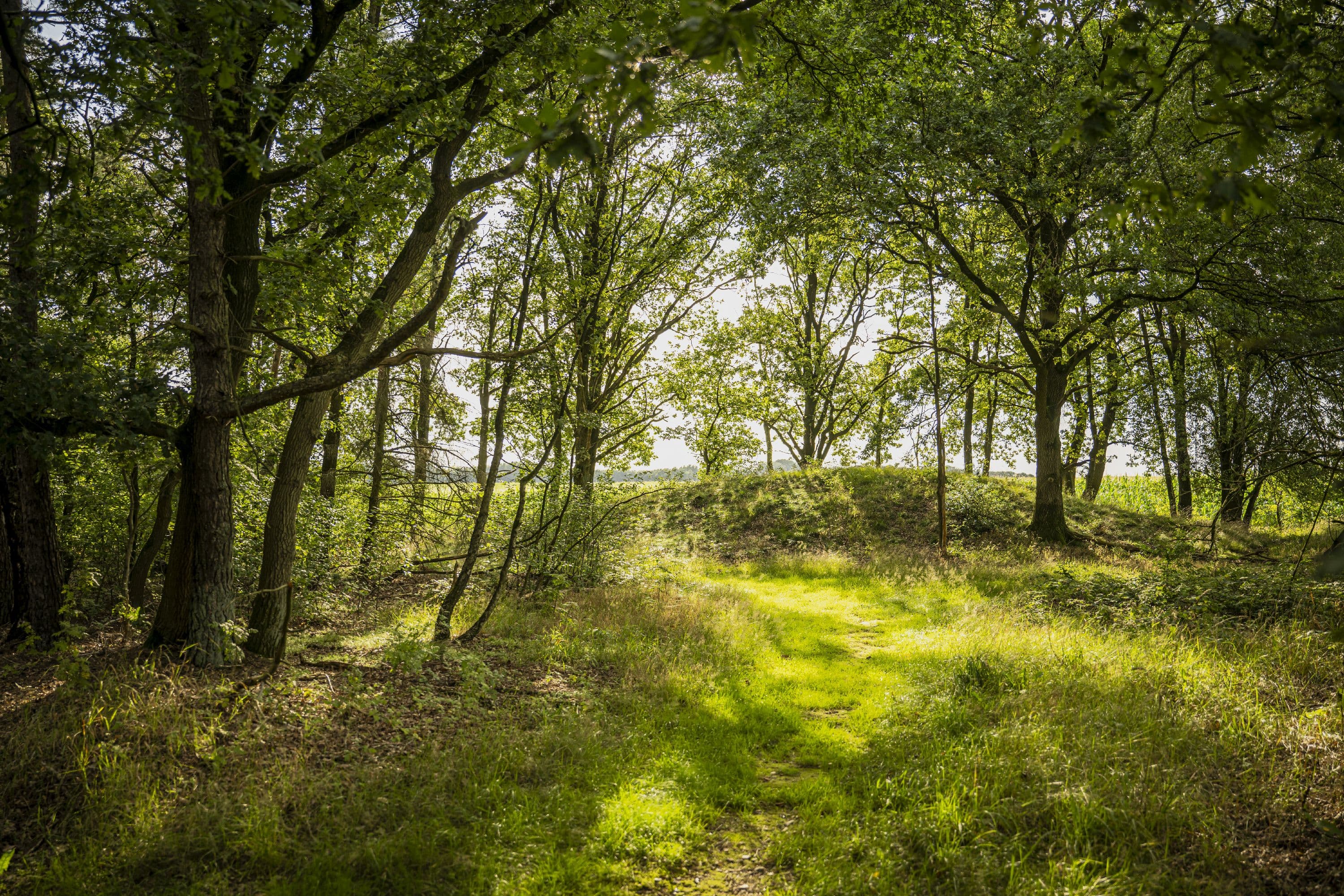 Mueden Wietzer Berg Südheide Wandern