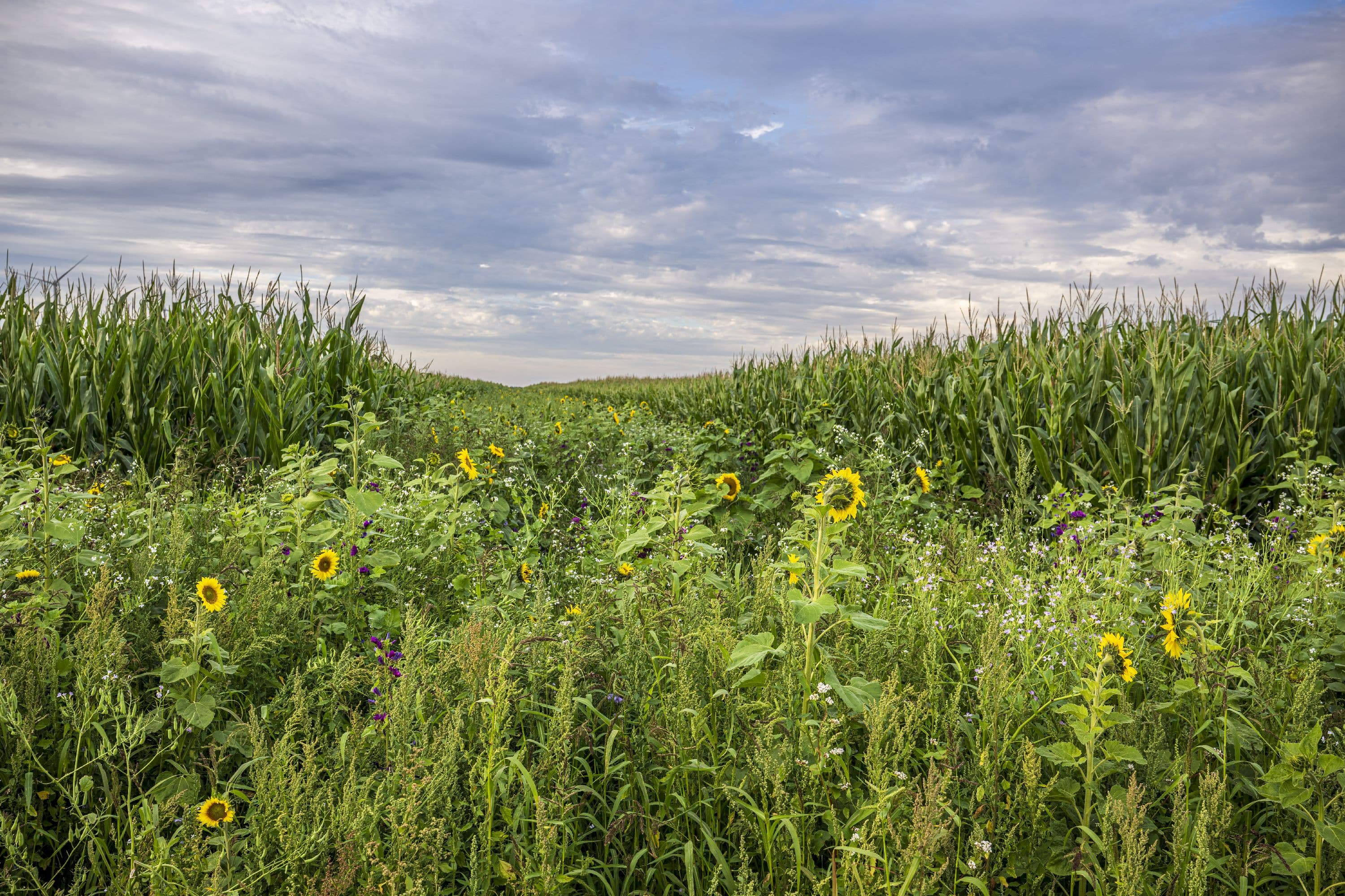 Wandern entlang eines Sonnenblumenfeldes
