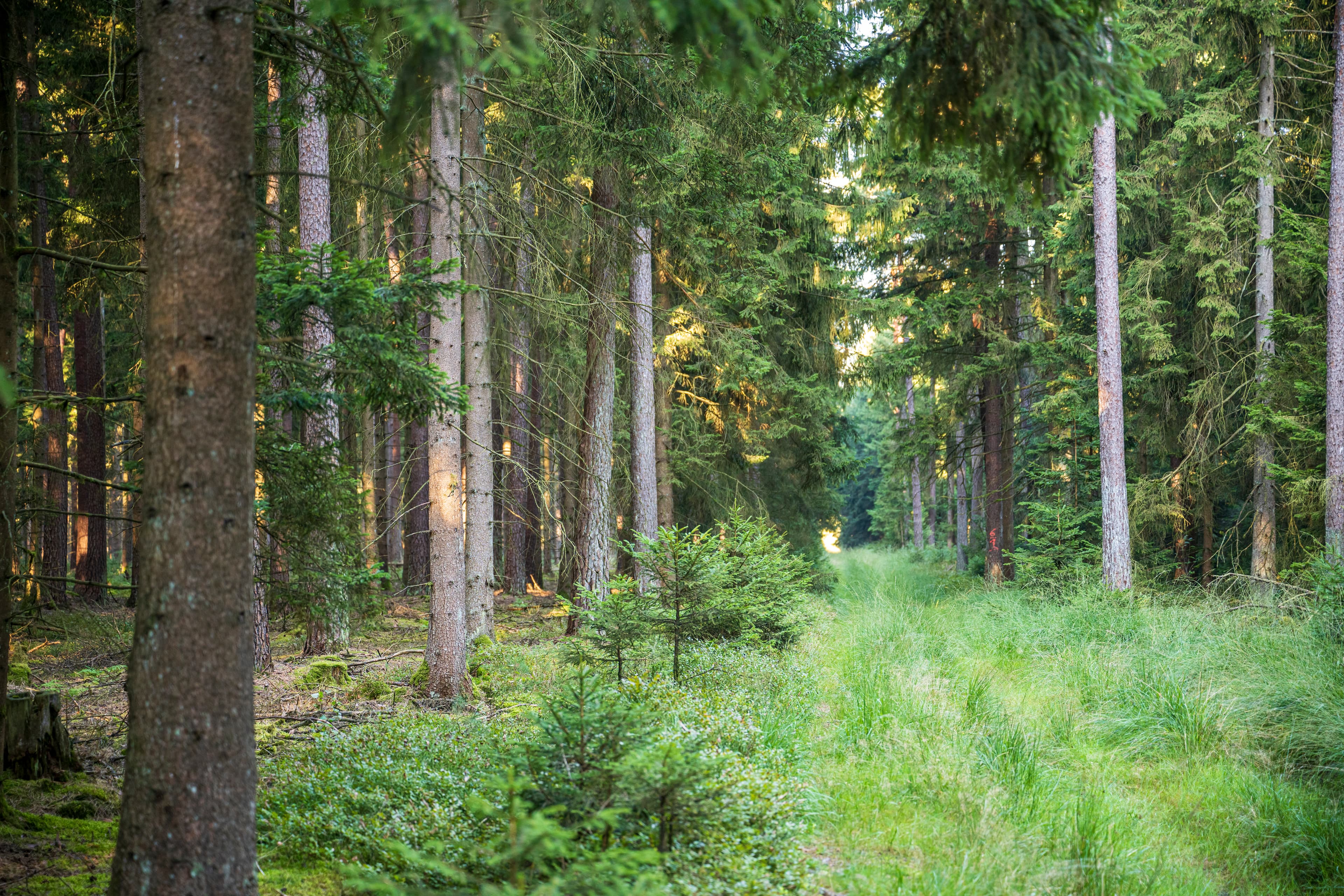 Der Rundweg führt den Wanderer durch dichten Wald